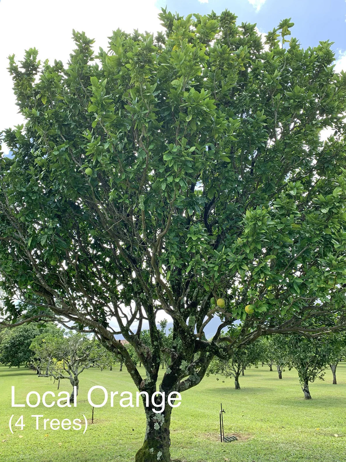 Local Orange.JPG