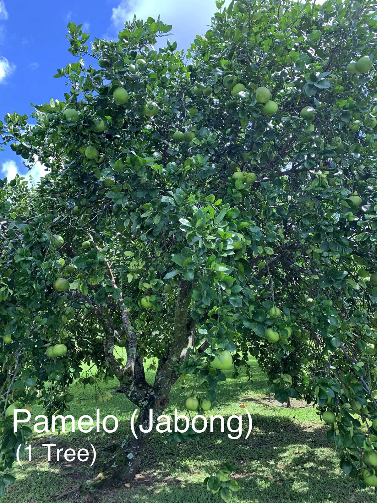 Pamelo_Jabong.JPG