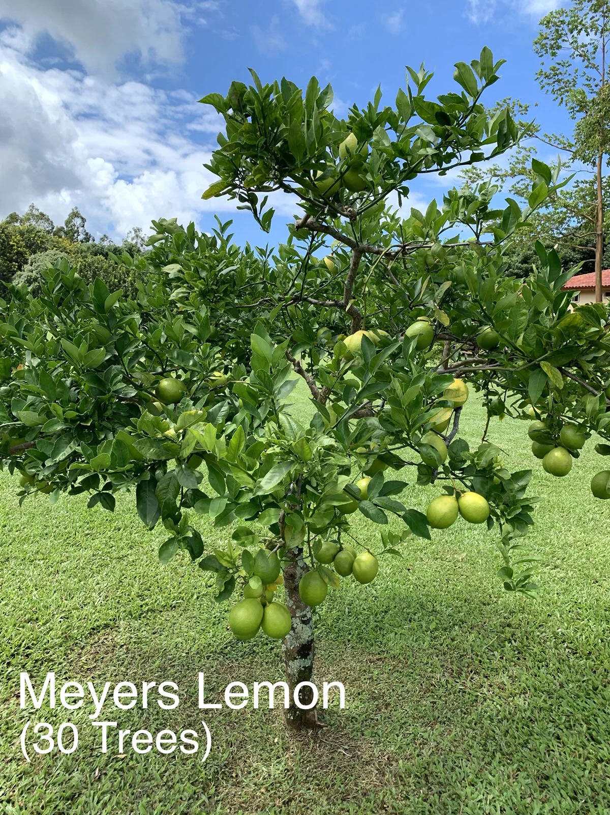Meyers Lemon.JPG