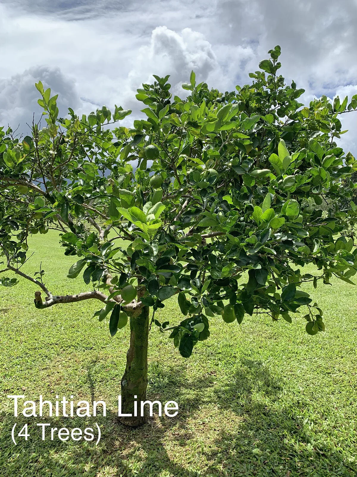 Tahitian Lime.JPG