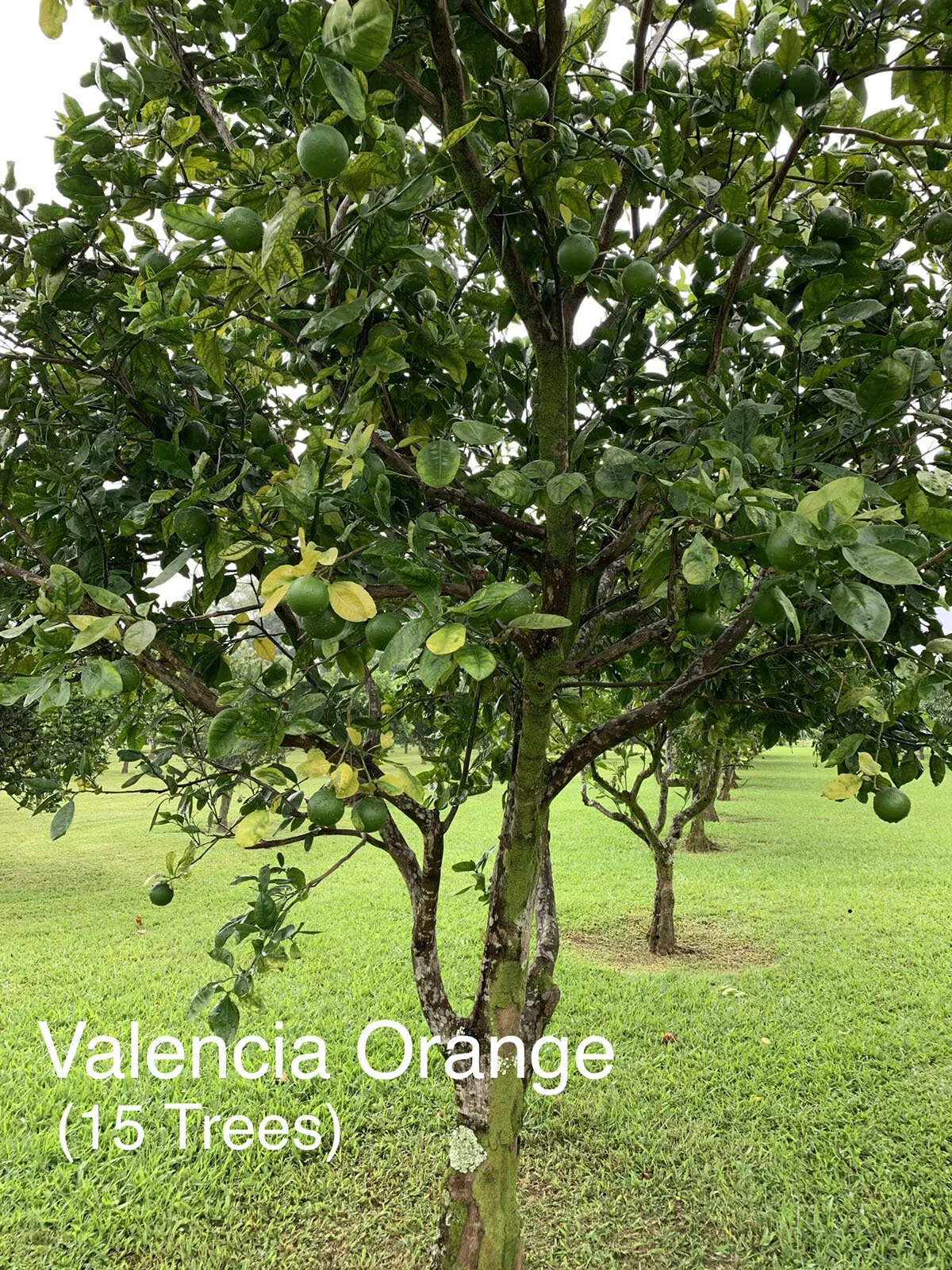 Valencia Orange.JPG