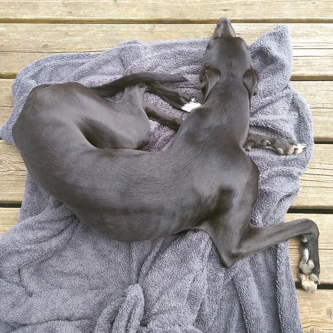 Dragon dog. In another life she had wings.
.
#doglove #hotdog