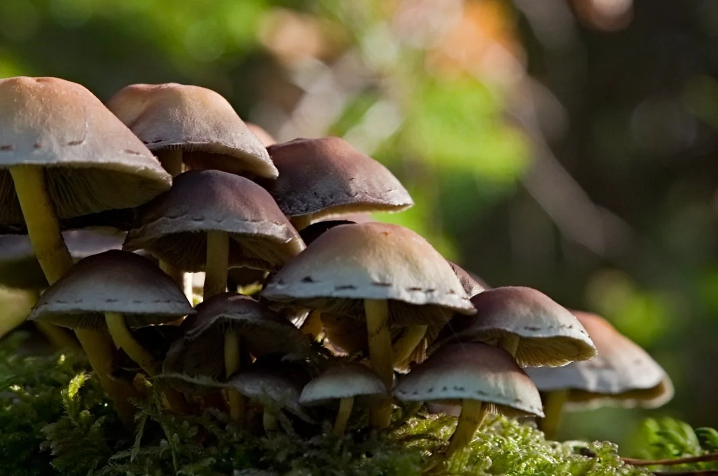 Psilocybin Access Rights petition reaches 10,000 - CDPRG analysis of the Home Office response