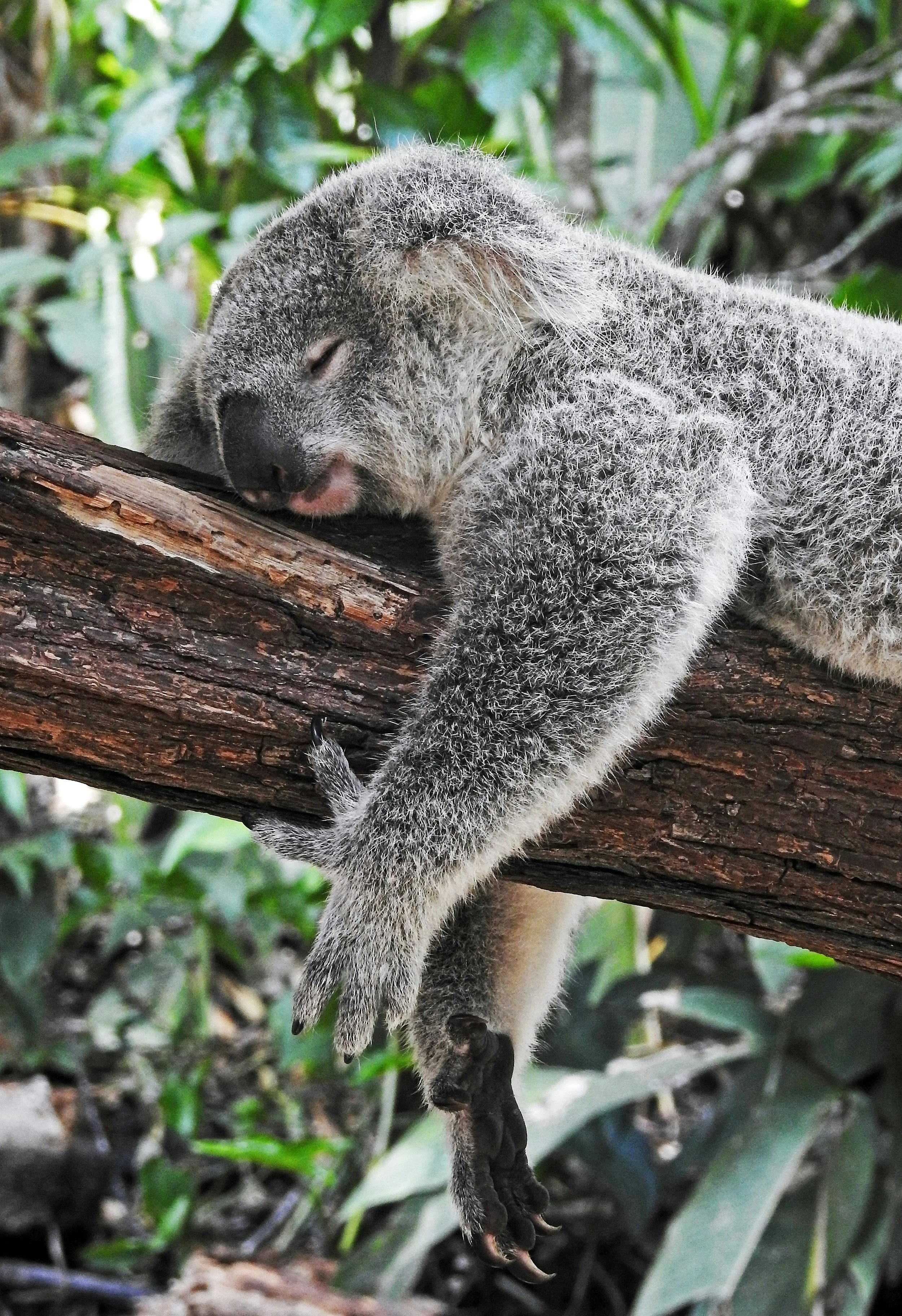 tired koala on branch by david clode