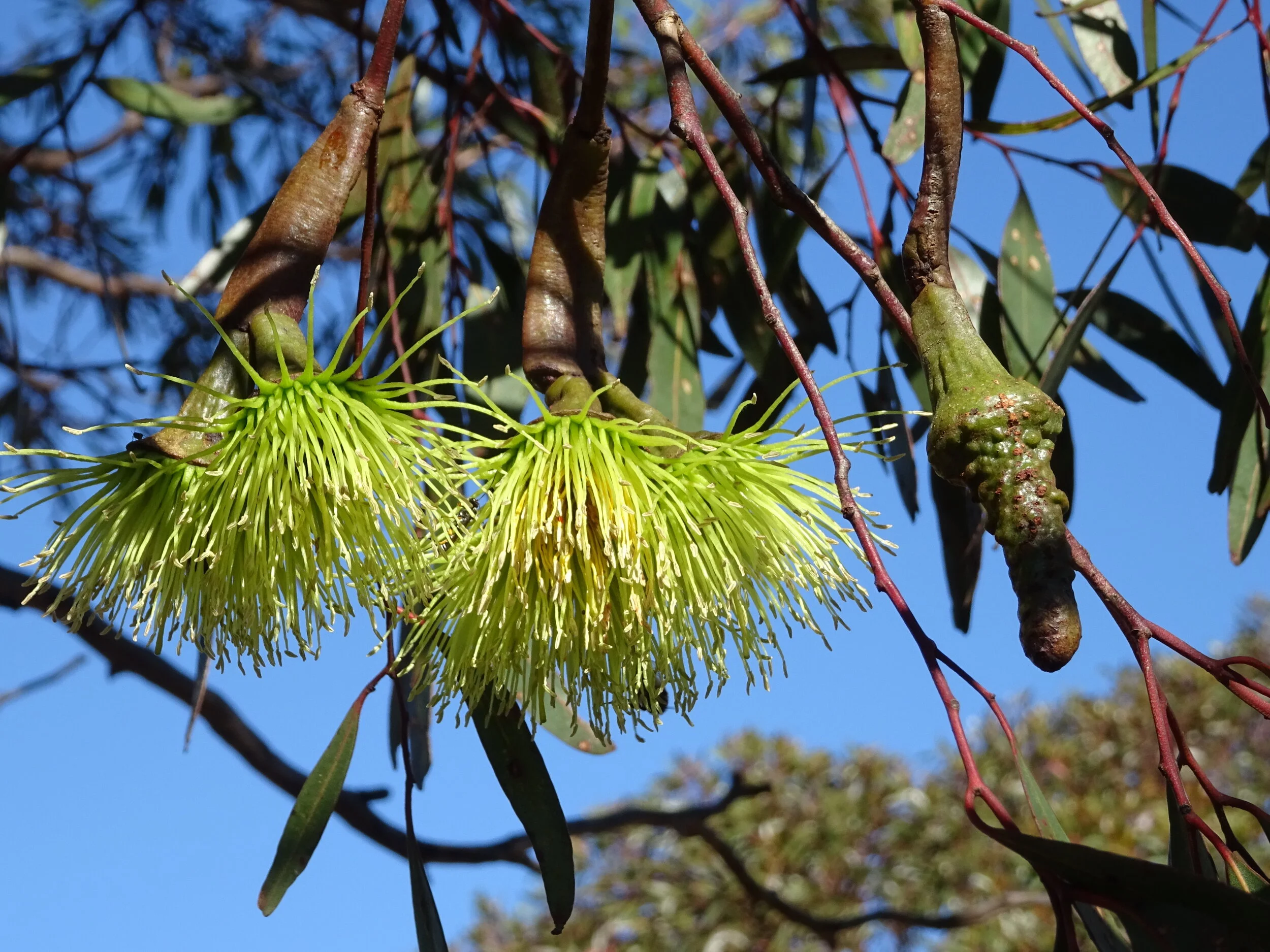 Next e-newsletter in mid-December