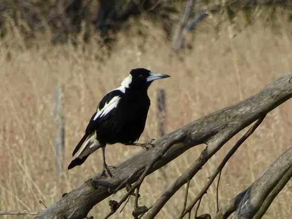 NSPNR is hiring! Administration Officer and Project Officer