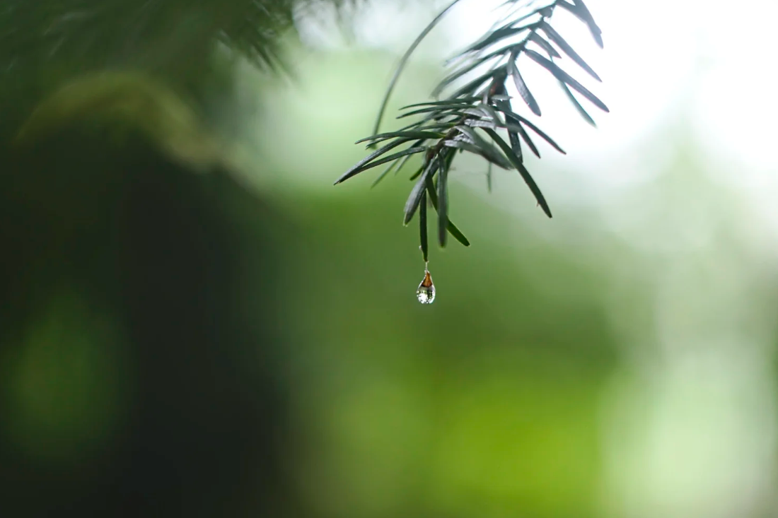 通過Firstrade股息再投資計劃 (DRIP) 增加被動收入
