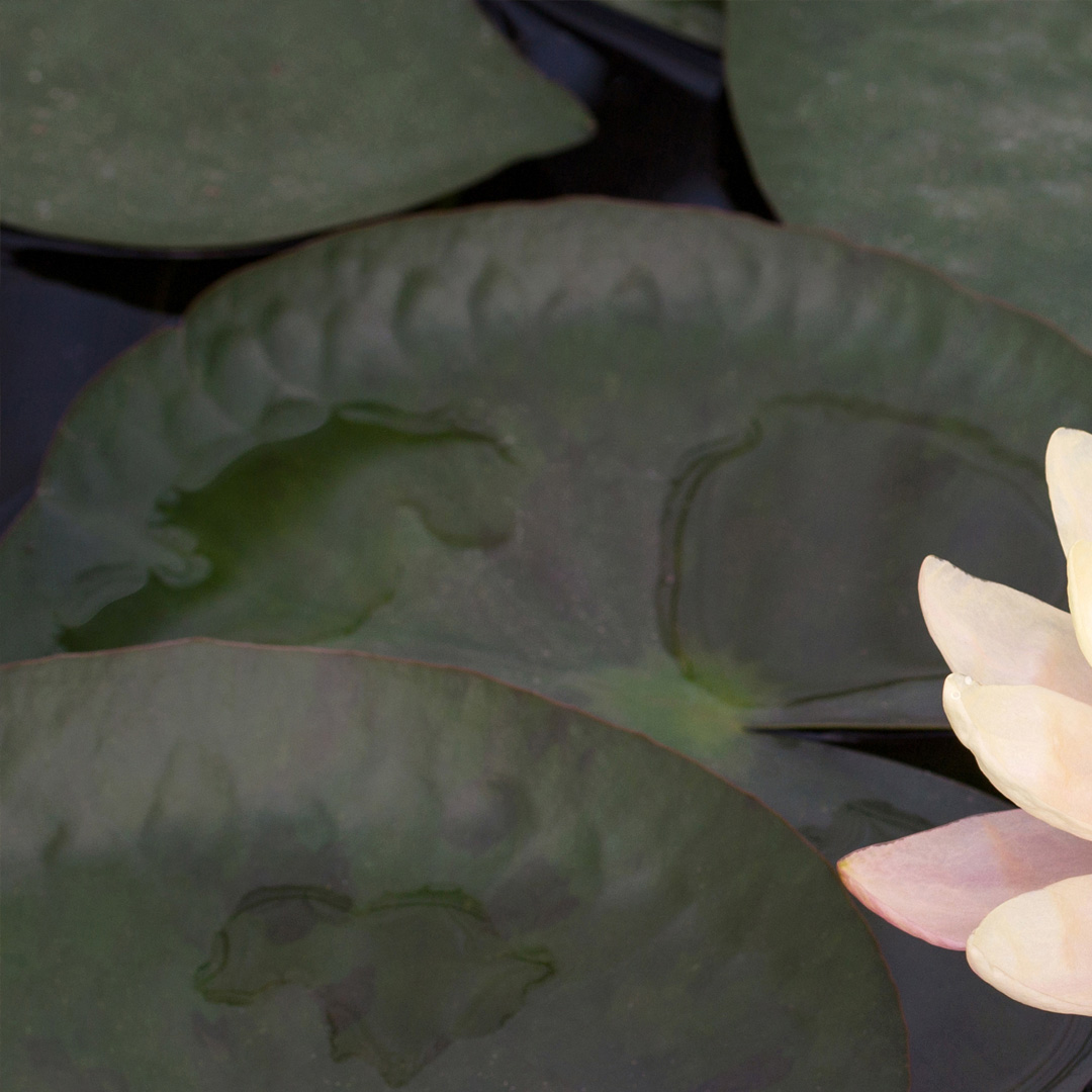 Semper bo ta Corecto