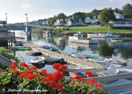 Perkins Cove - Cove Geraniums