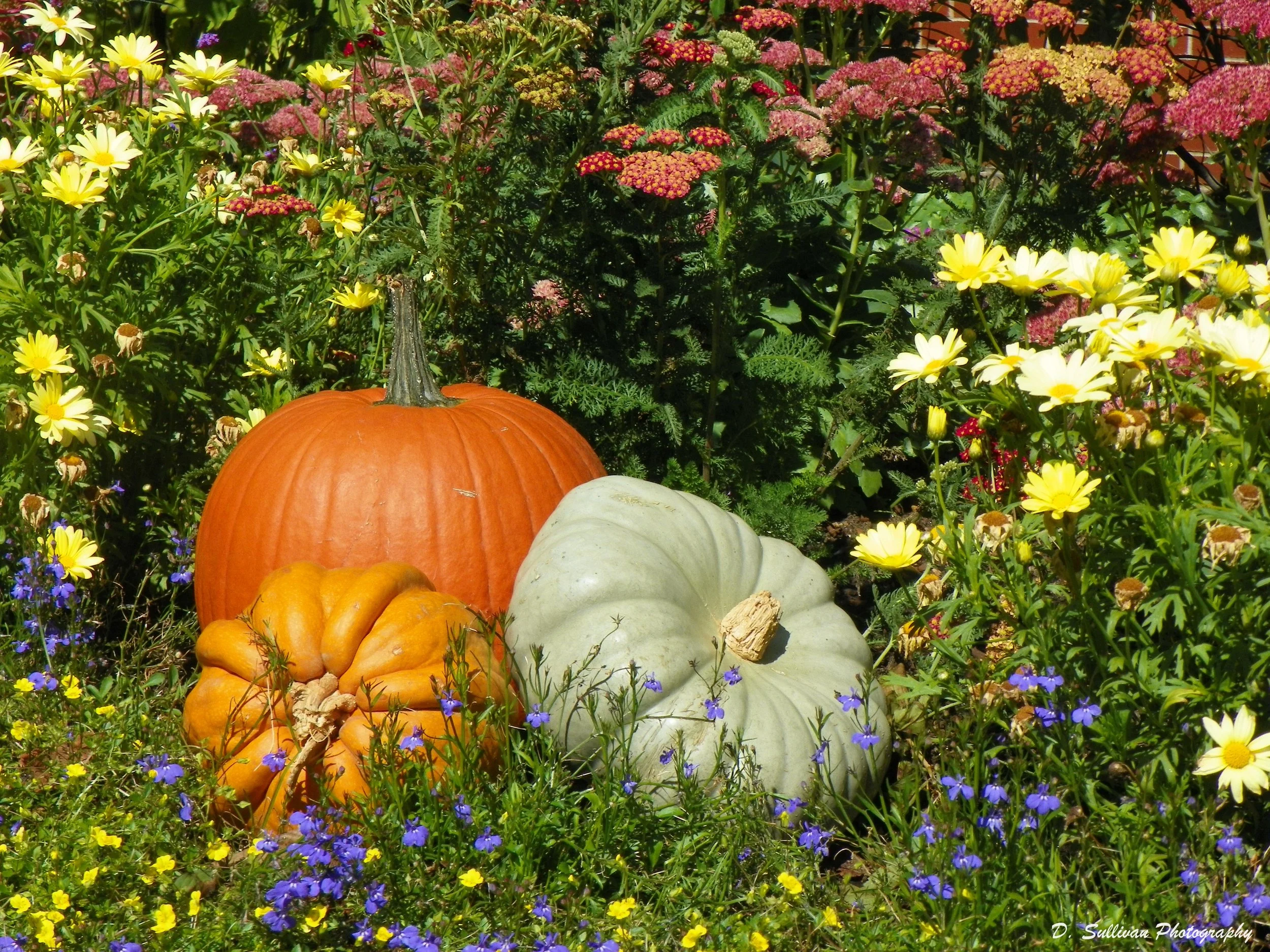 pumpkins.JPG