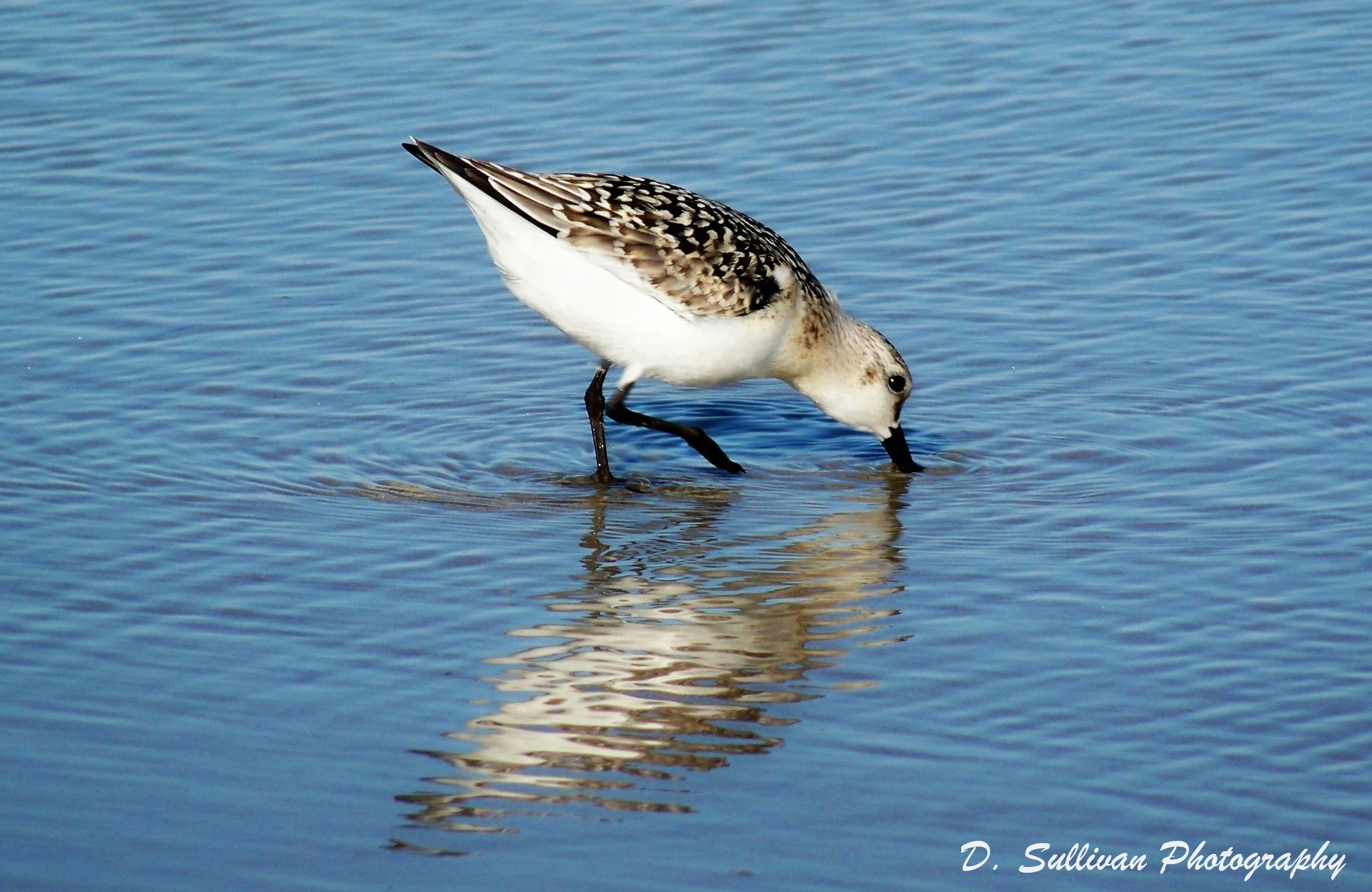 sandpiper.JPG