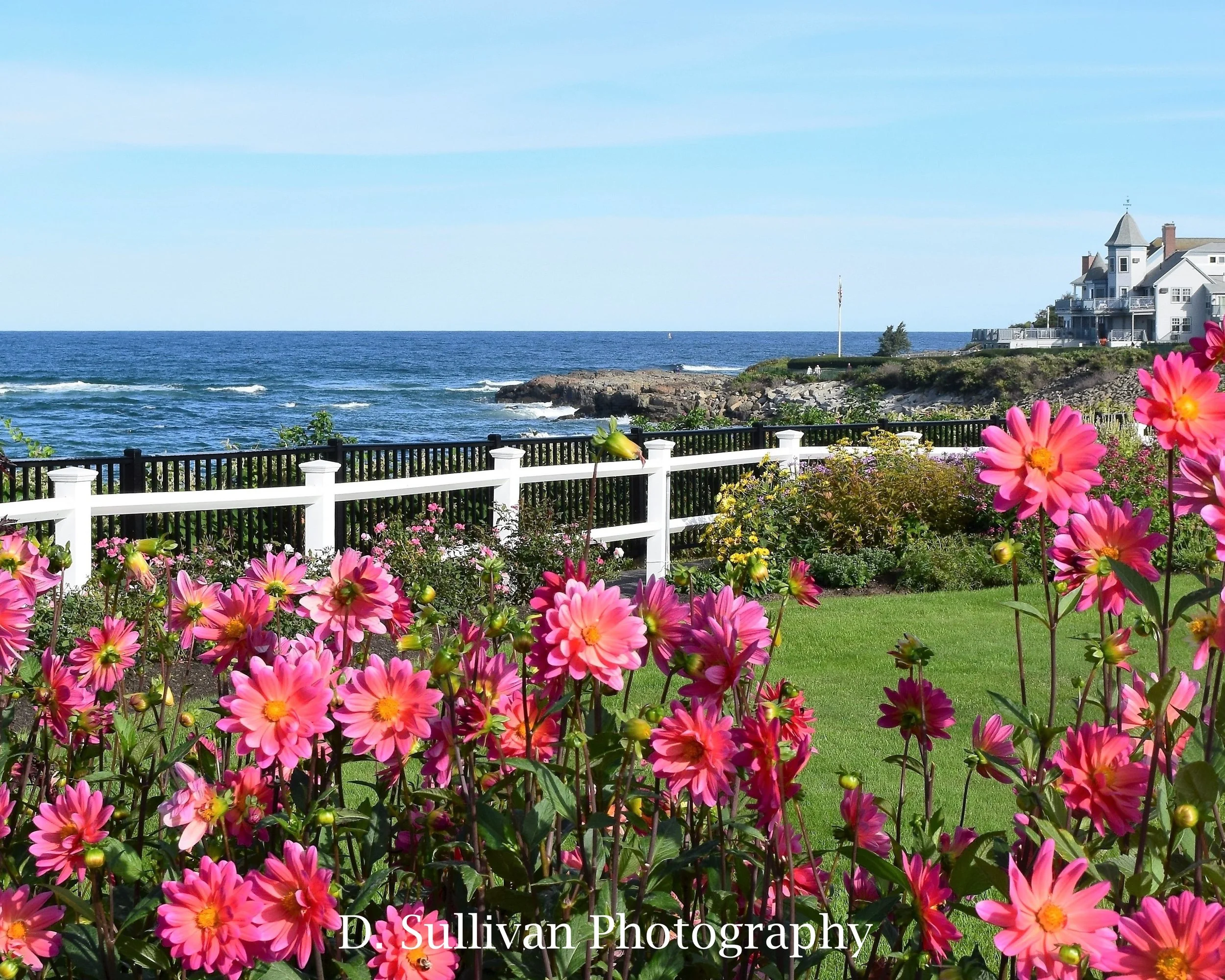 dahlias.jpg