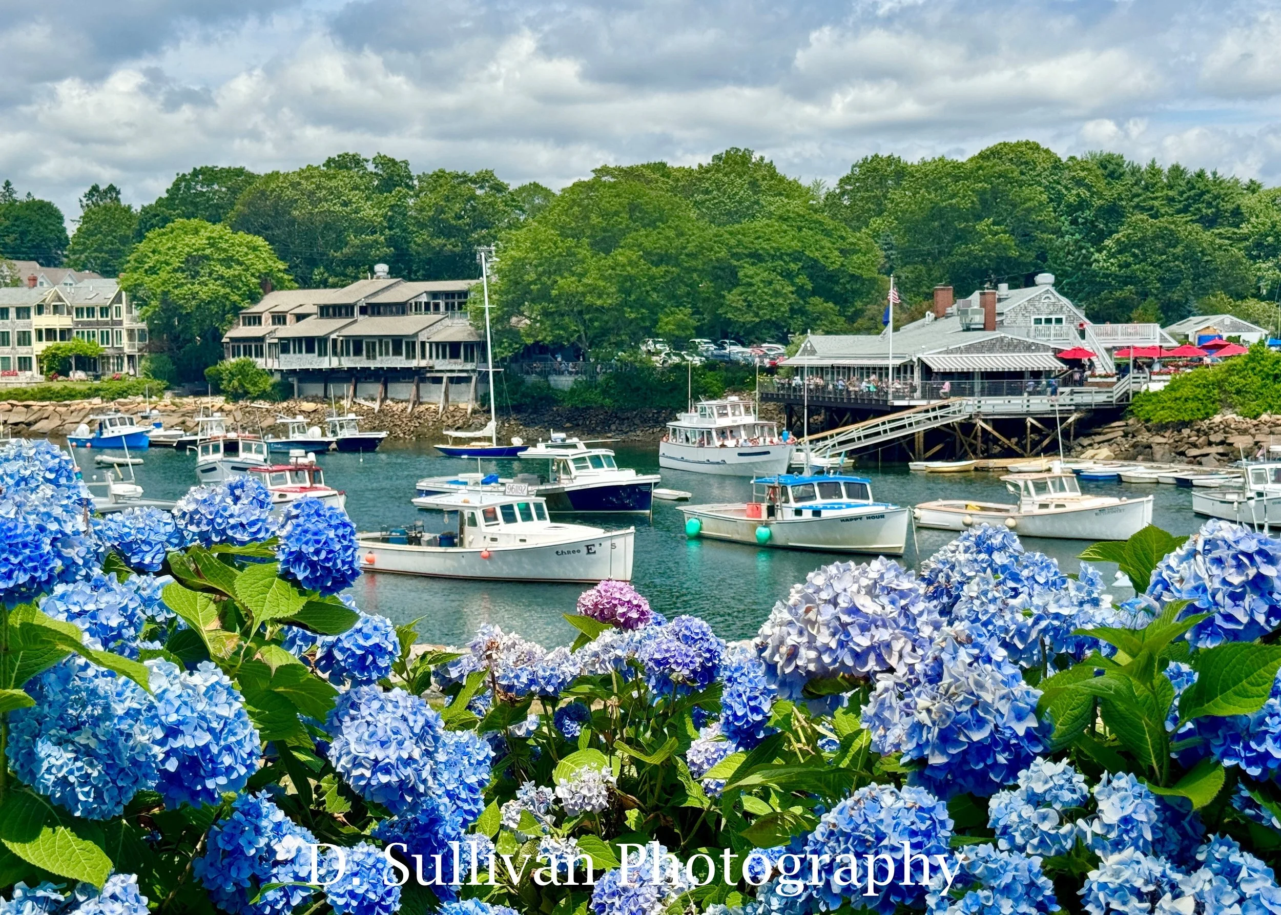 ahydrangeas.jpg