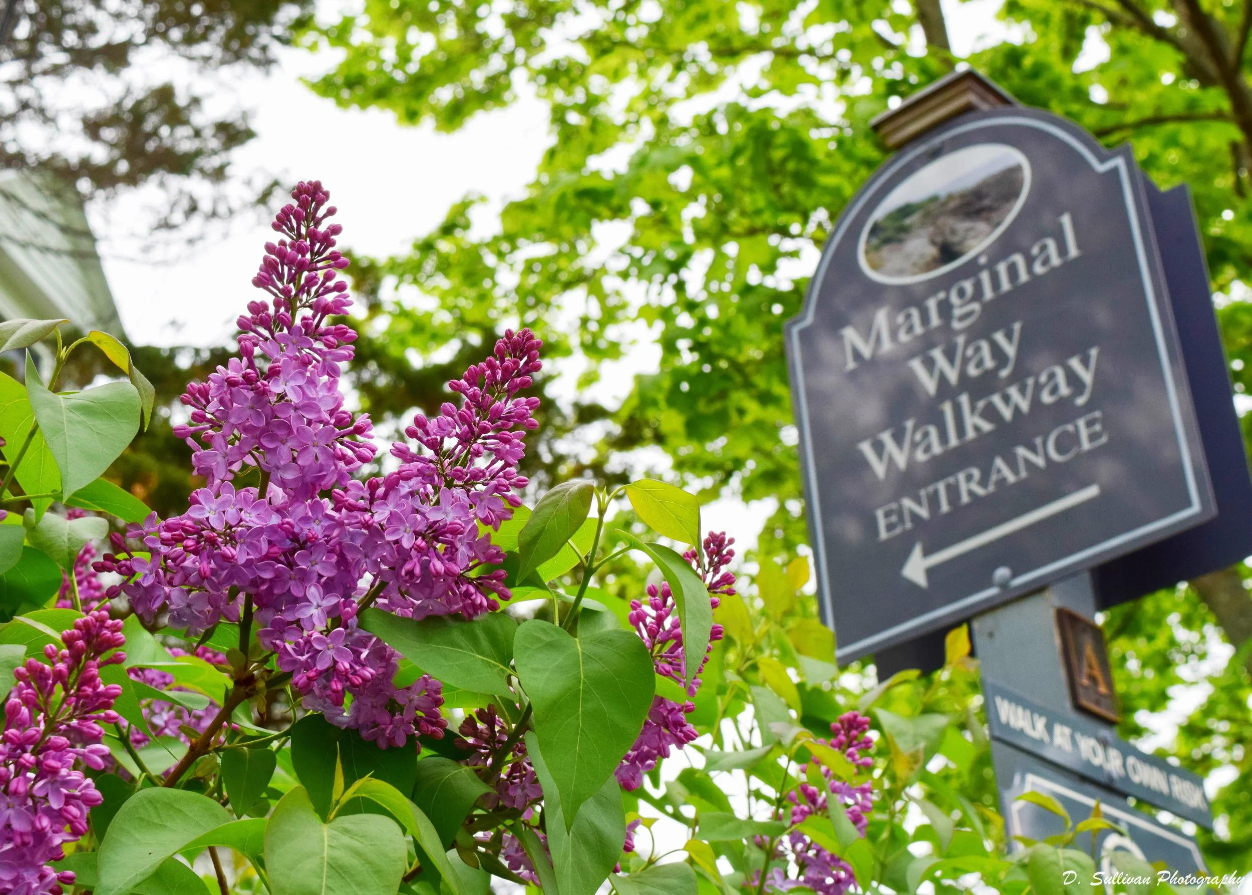 mwlilacs.jpg