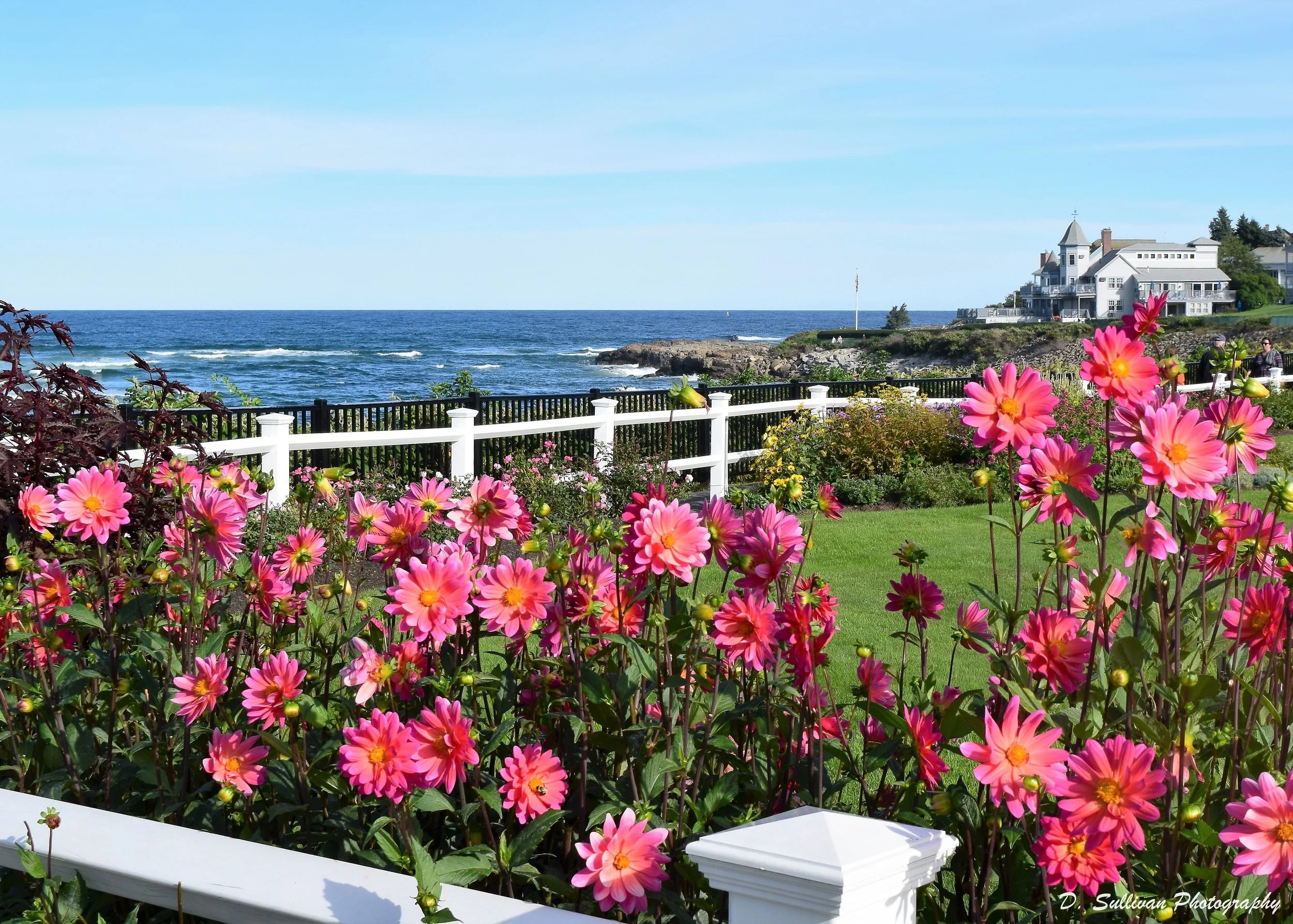 mwdahlias.JPG