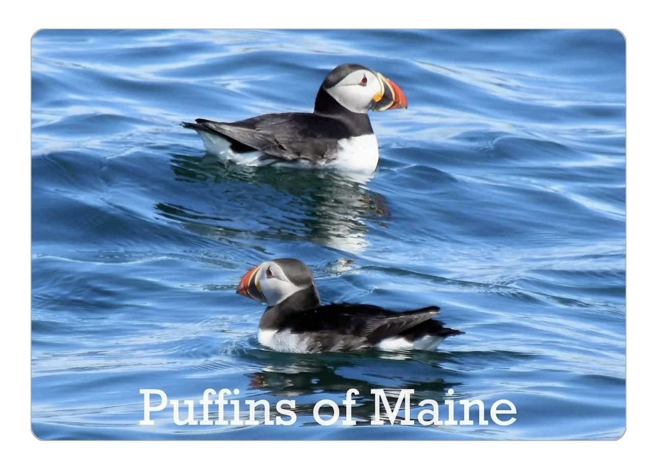 Maine Puffins.jpg
