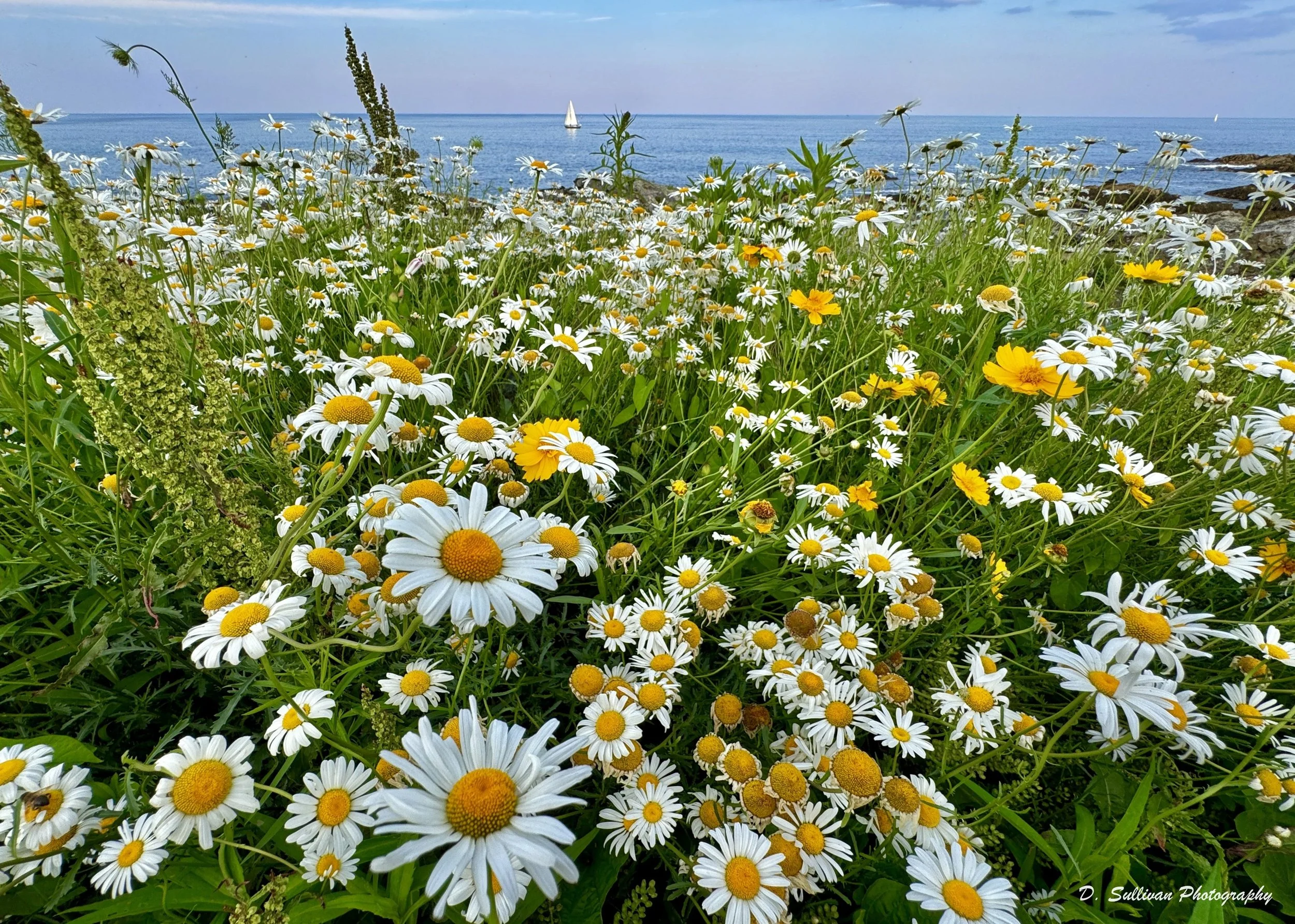mw_daisieslbl.jpg