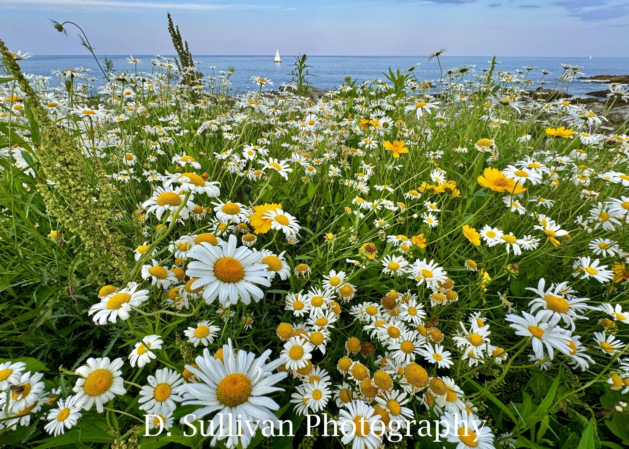 daisies.jpg