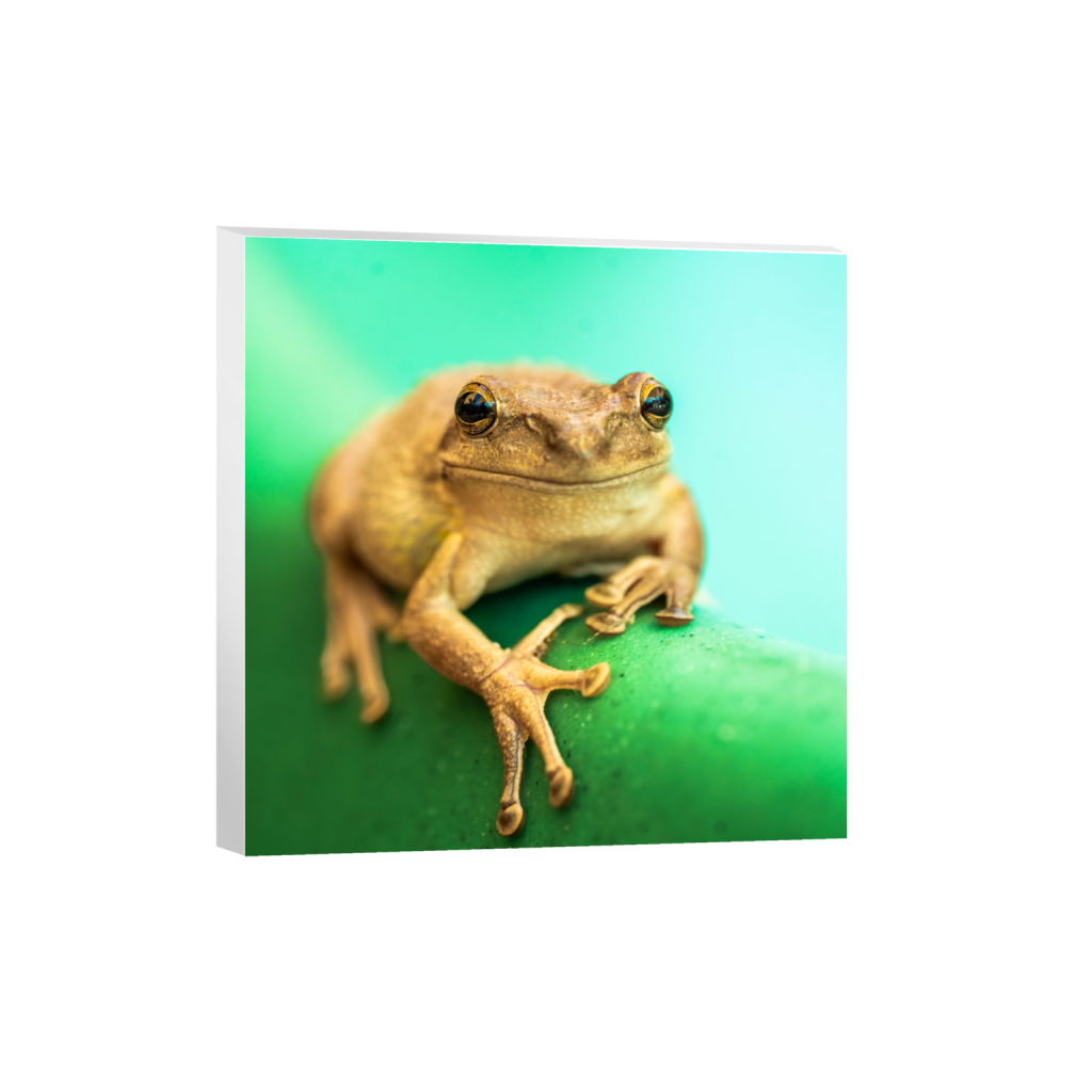ptq_7_0_1314_0_5265_5265_0_false_ffffff_0_0_.png