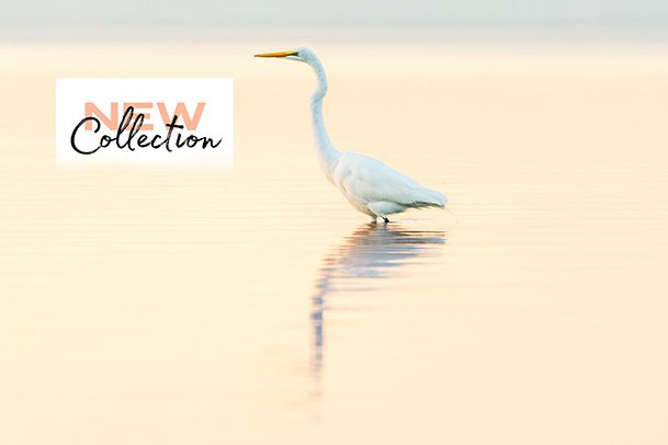 st pete photography, custom photography, photography sales, fine art st pete, fine photography, family photography