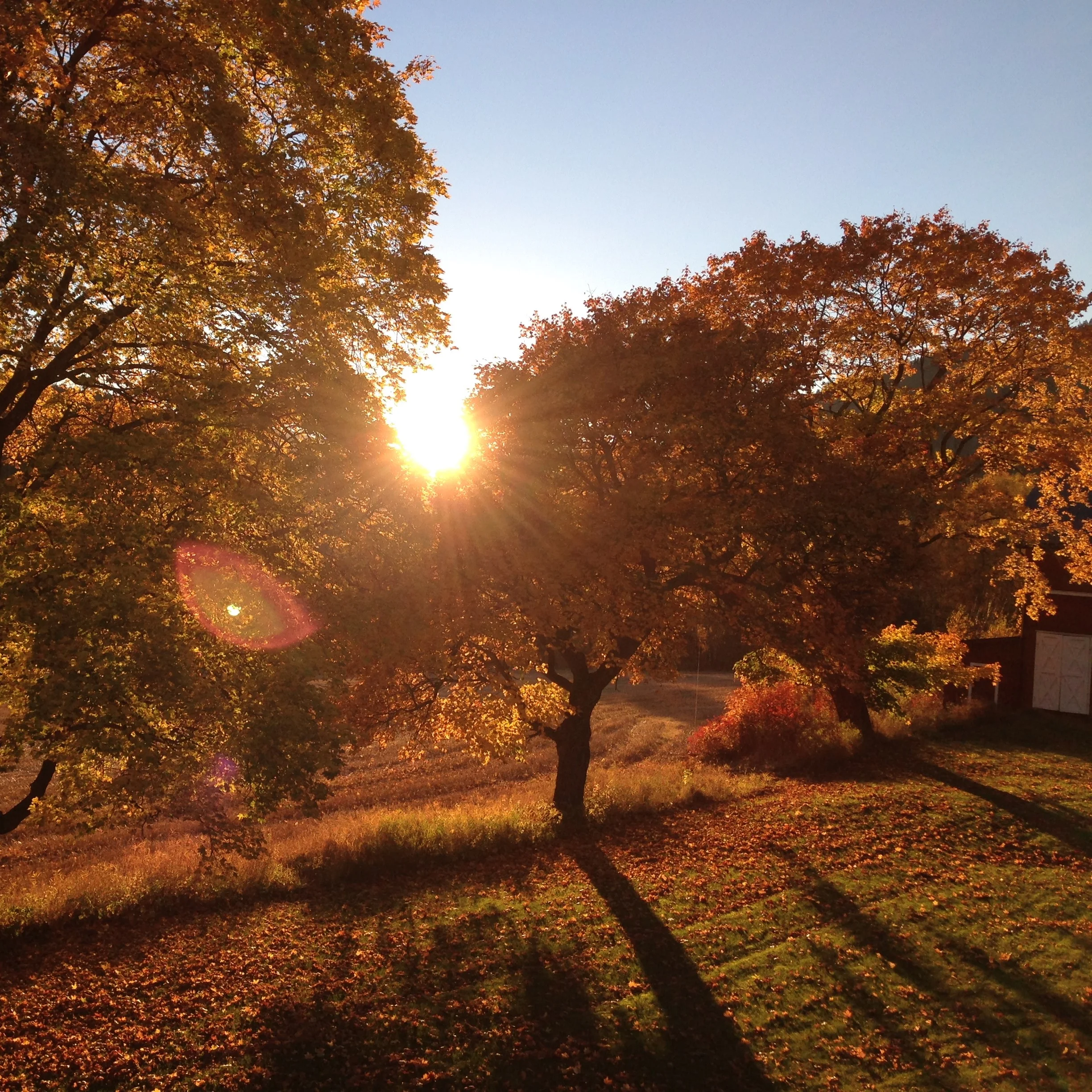 Lønn i høstsol kvadrat.jpg