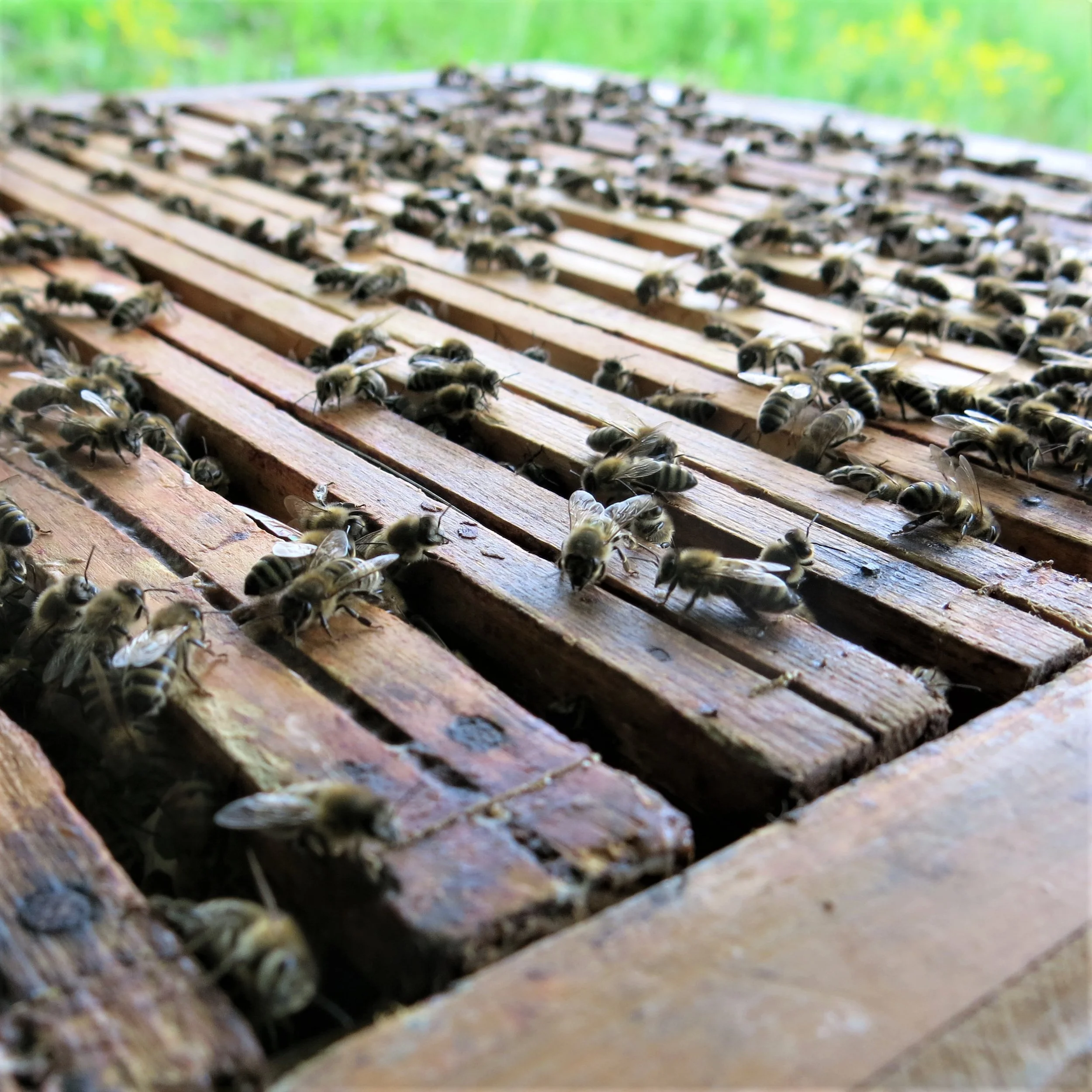 bier oppå kube kvadat.jpg