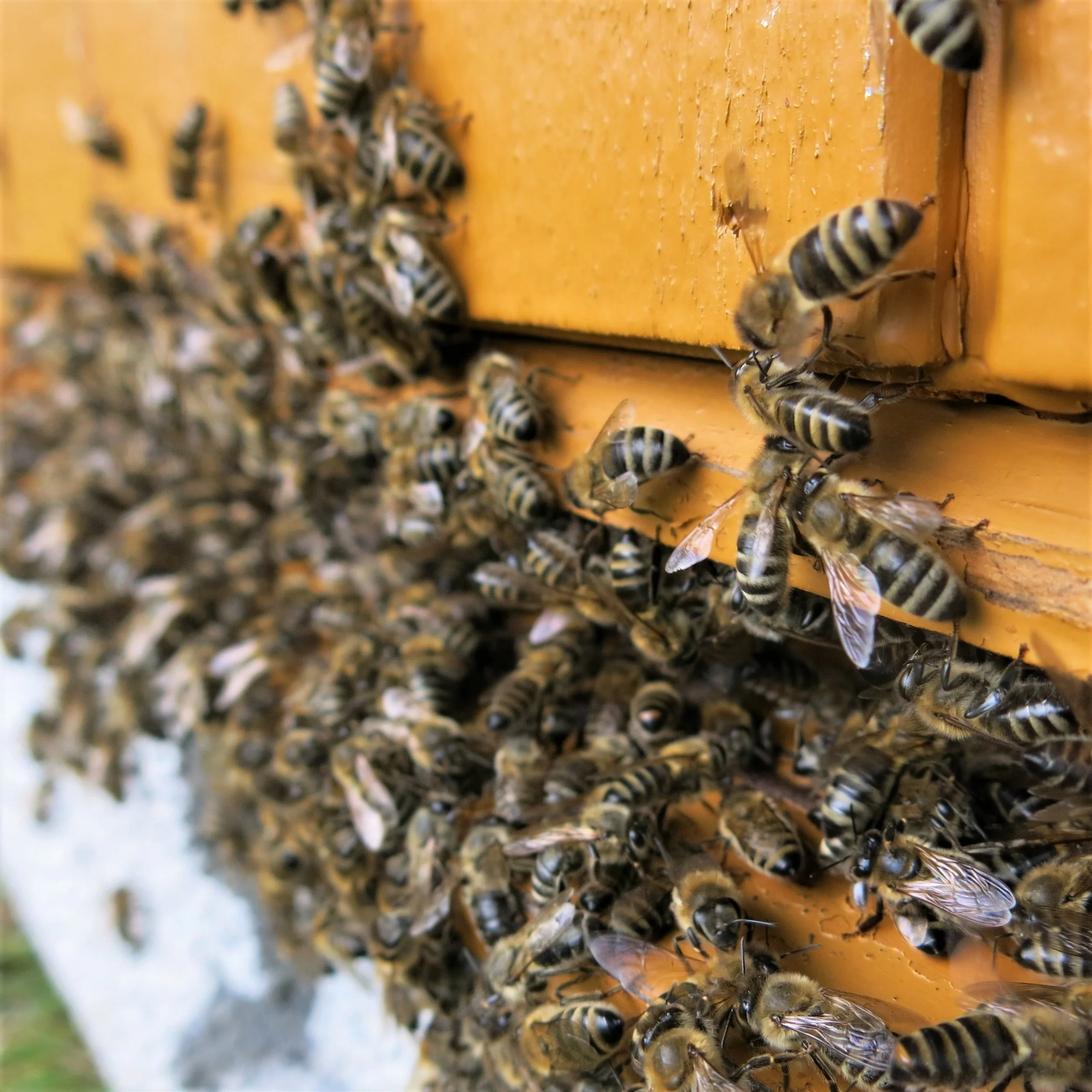 Kube med bier kvadrqt.jpg