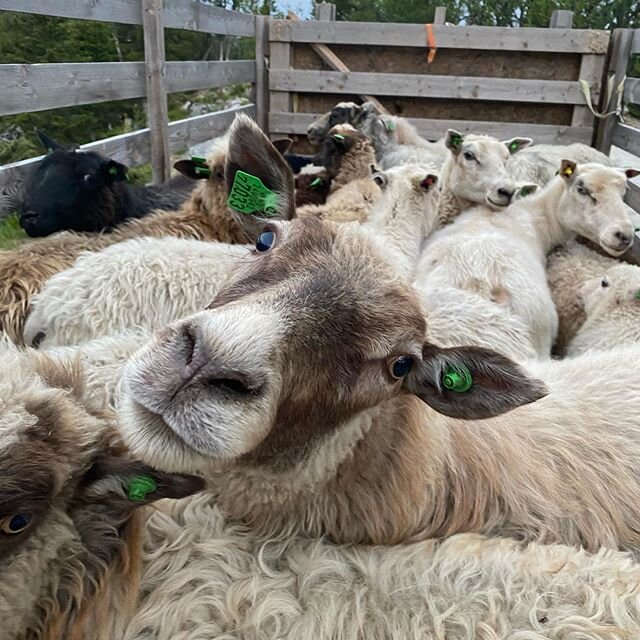 Endelig vekk fra t&oslash;rre jorder og trykkende hete nede i dalen og opp til gr&oslash;nne setervoller og friske fjellvann🌿😊 #beiteslipp #seter #norgetrengerbonden #visitnorway