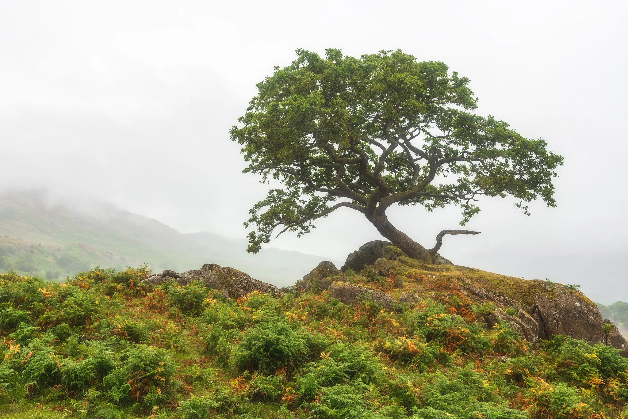 Lone tree in the fog 2048.jpg