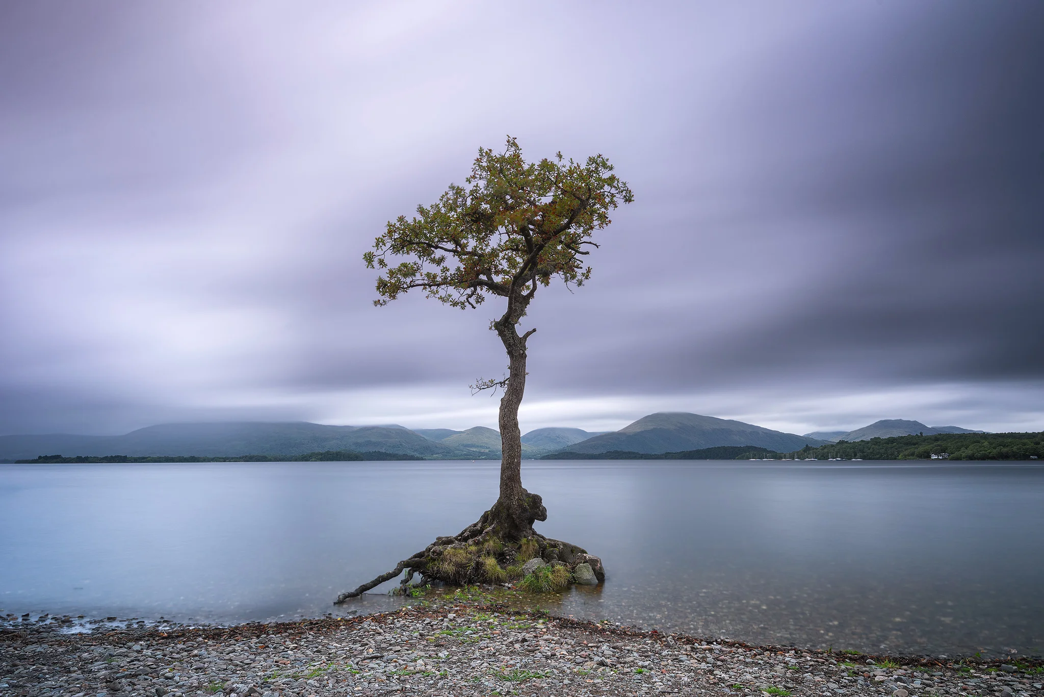Millarochy bay leaves 2048 2.jpg