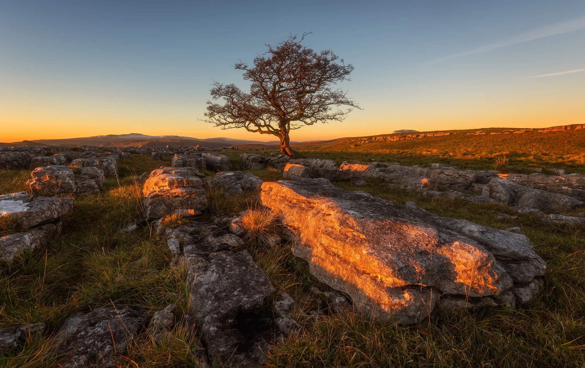Winskill Tree sunlight 2048.jpg