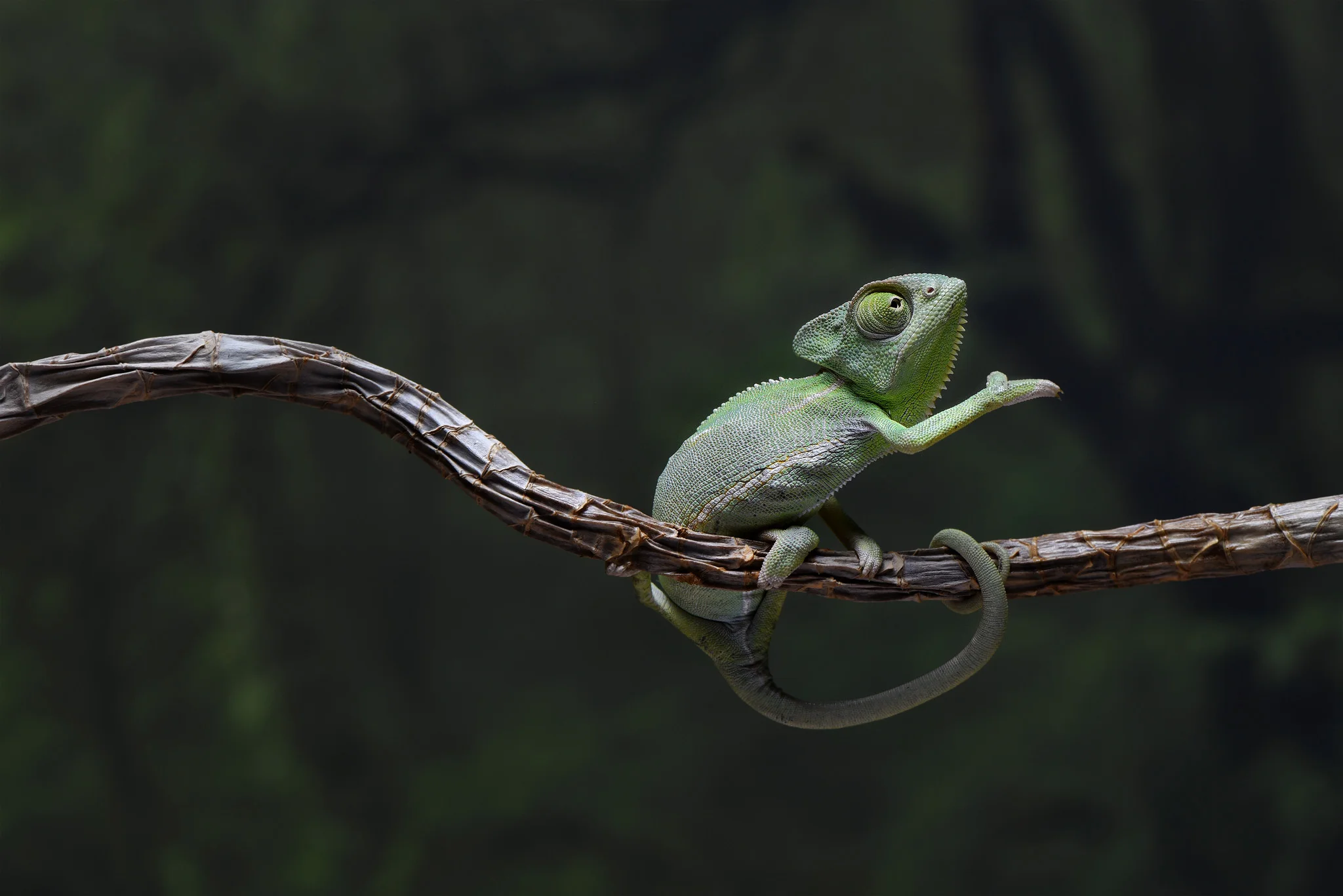 gecko 2048.jpg