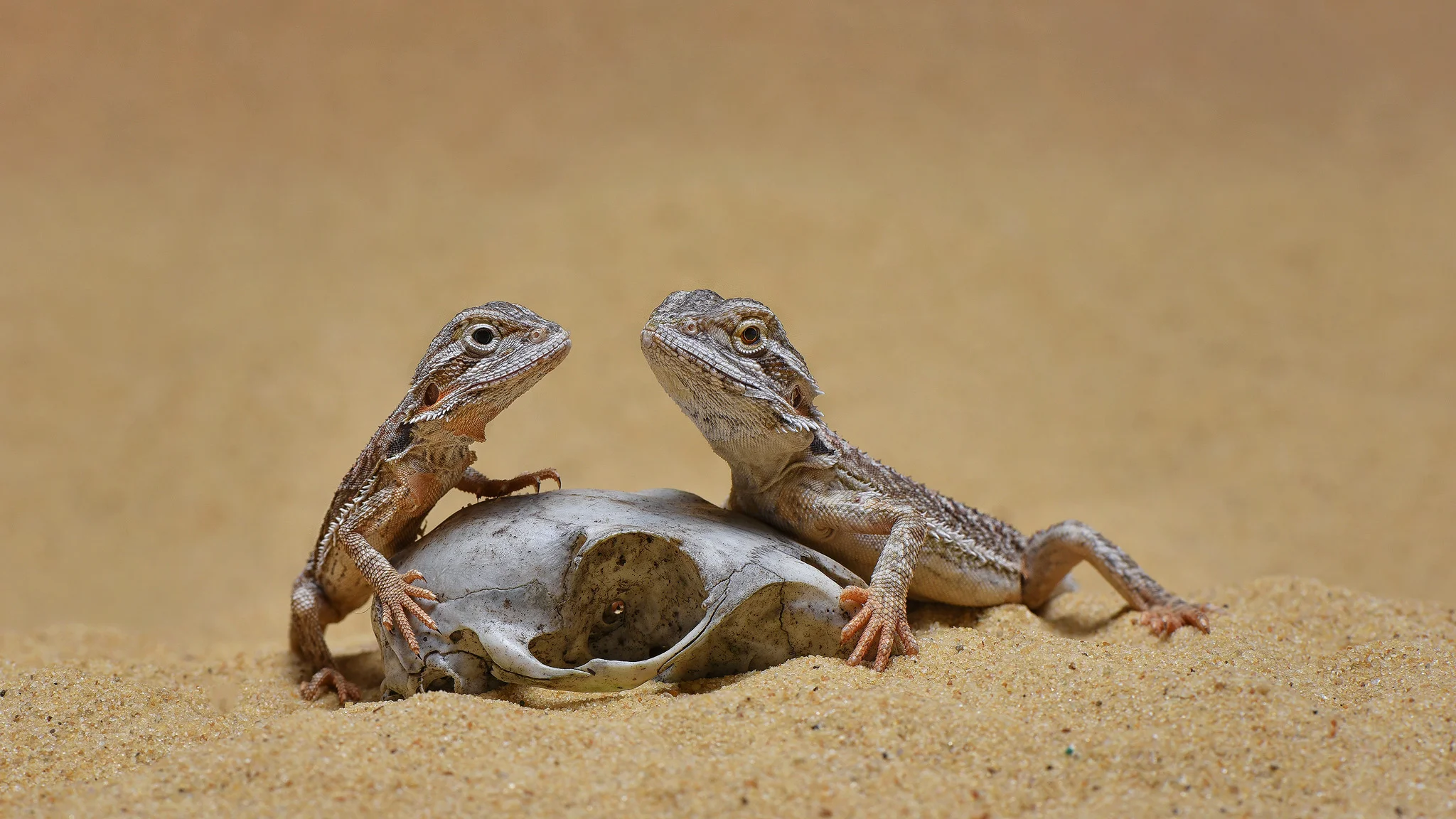 2 x geckos 2048.jpg