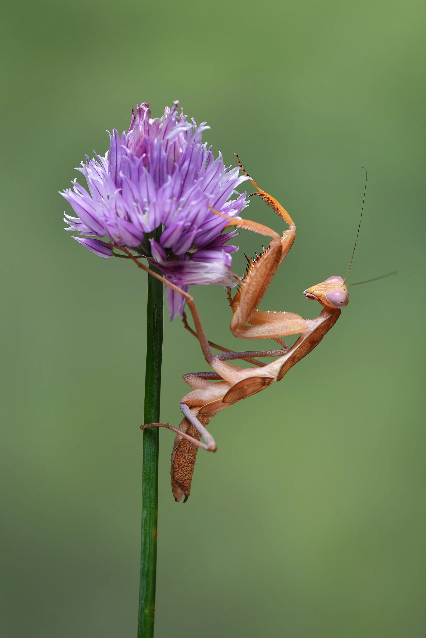 Mantis on Flower