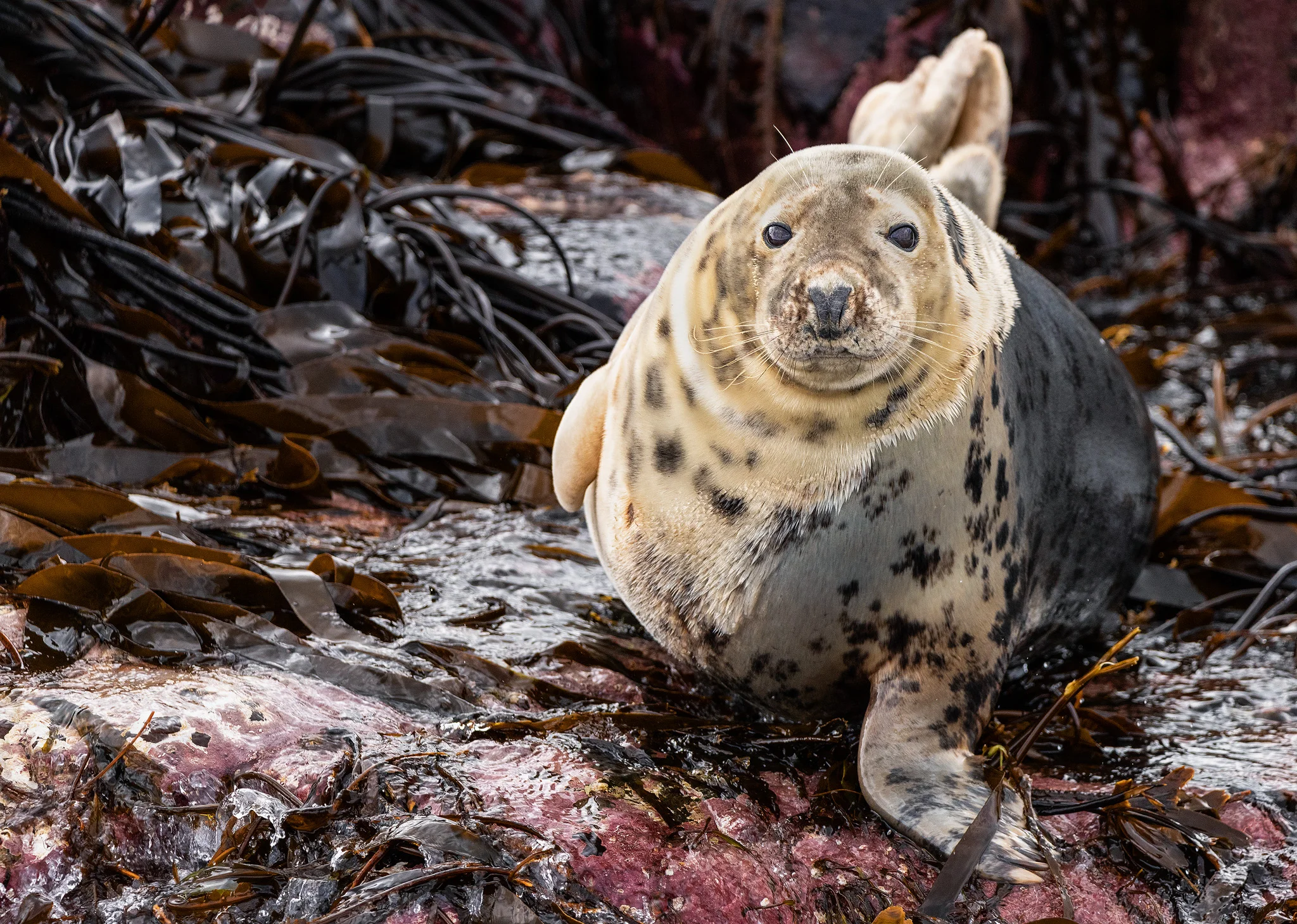 Farne Islands Seal