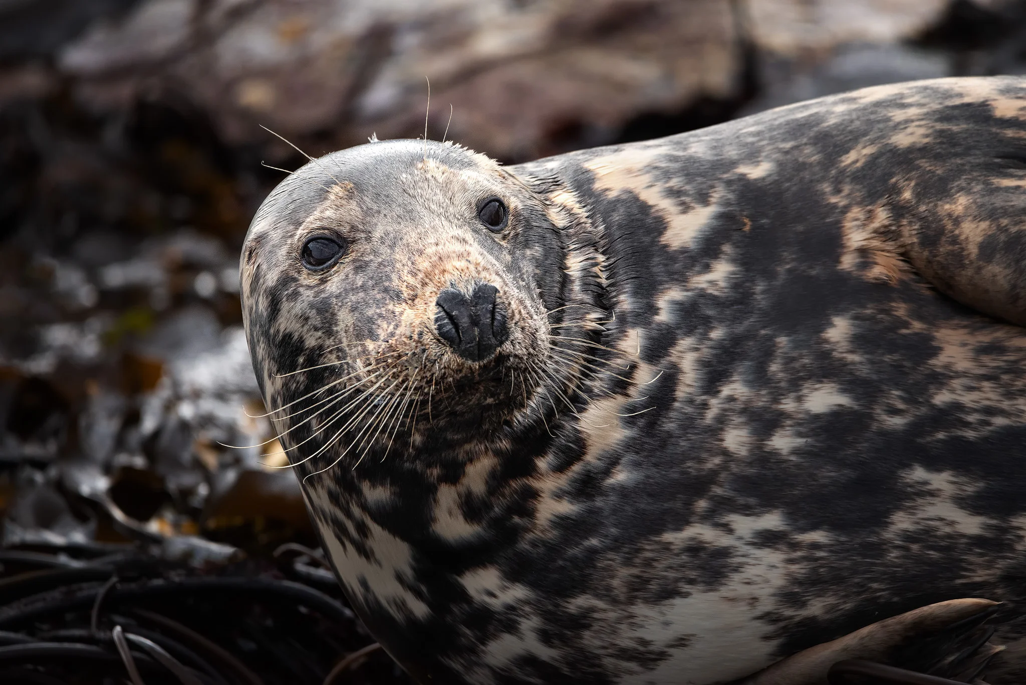 Farne island seal 2048.jpg