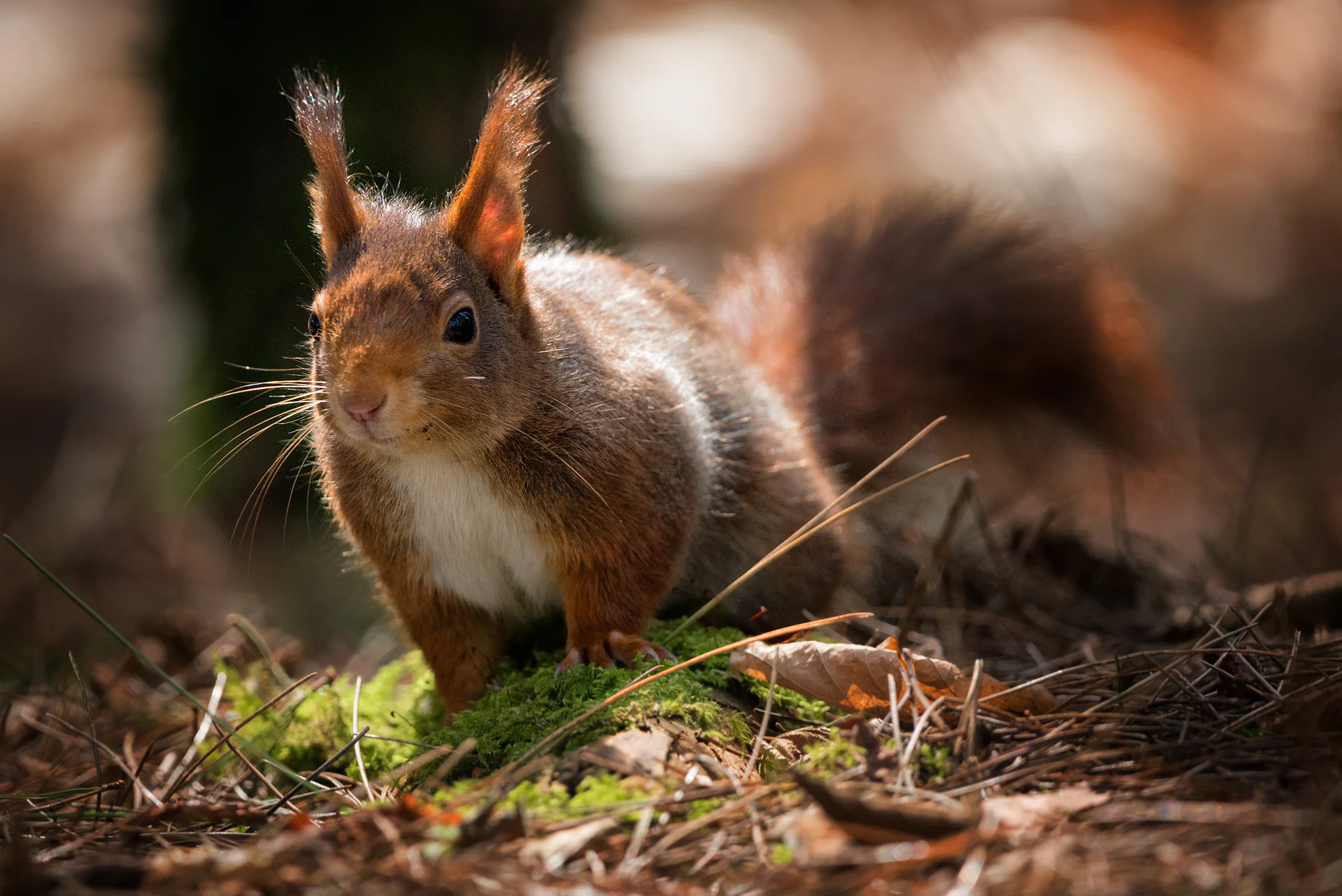 Red Squirrel Light