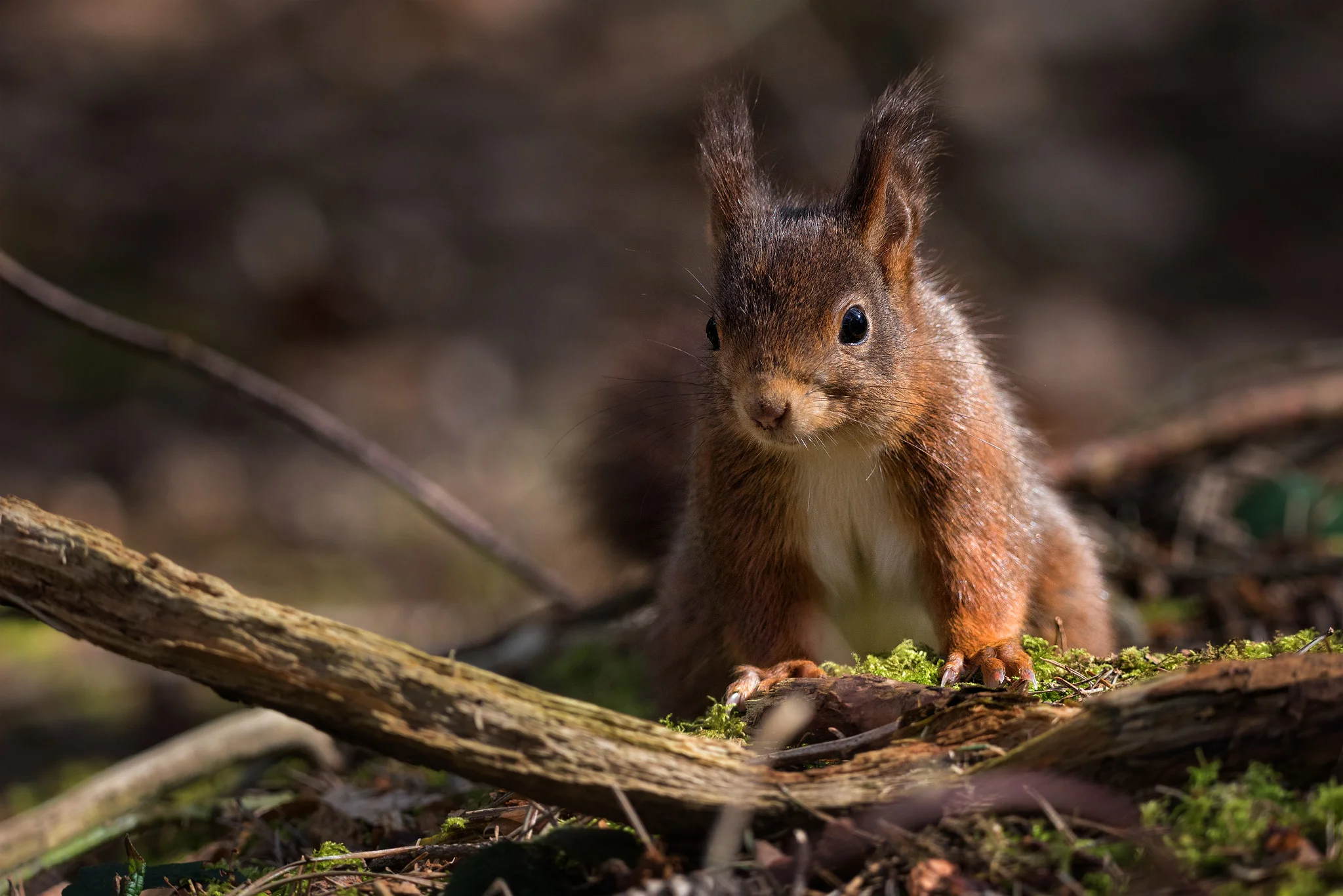 Red Squirrel