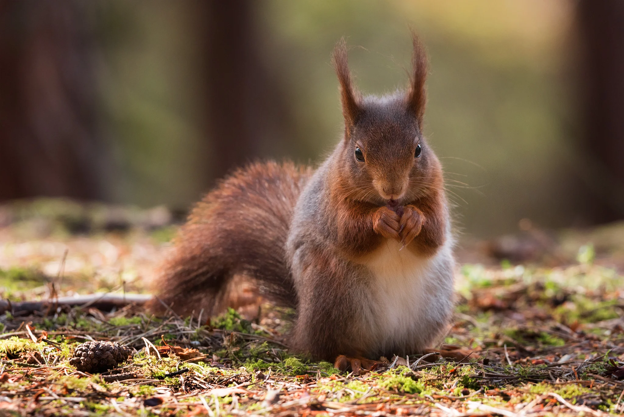 Red squirrel 3 2048.jpg