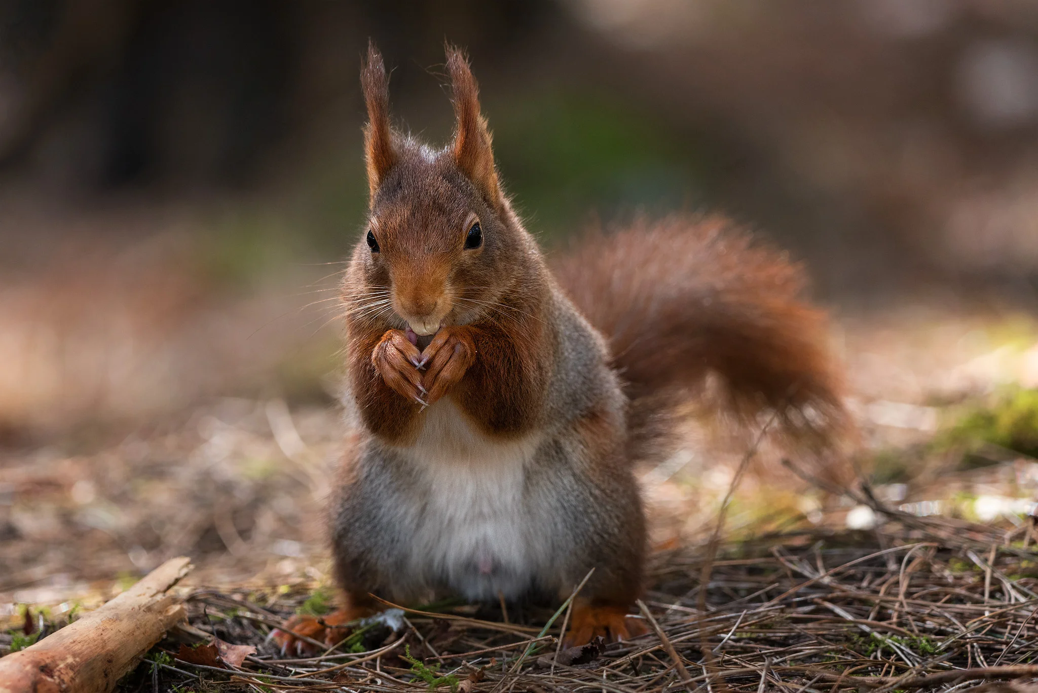 Red Squirrel Eating