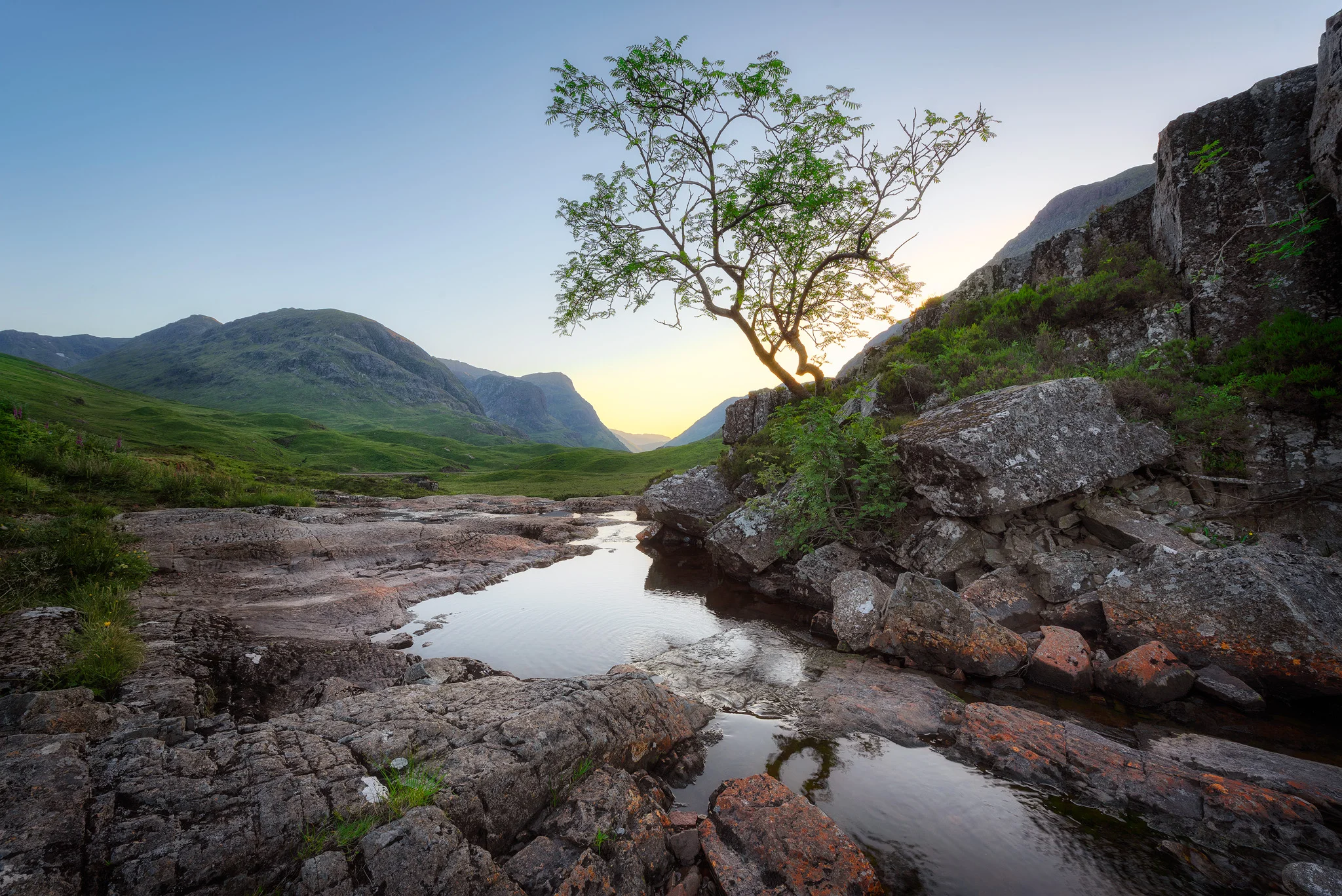 Glencoe tree 2048.jpg