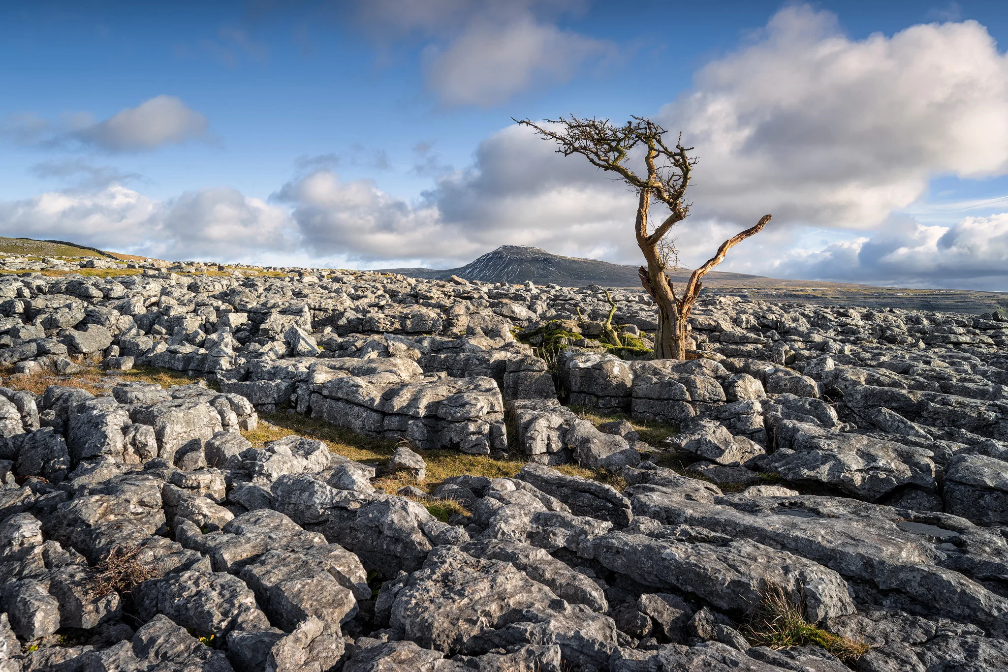 Twistleton tree 1 2048.jpg