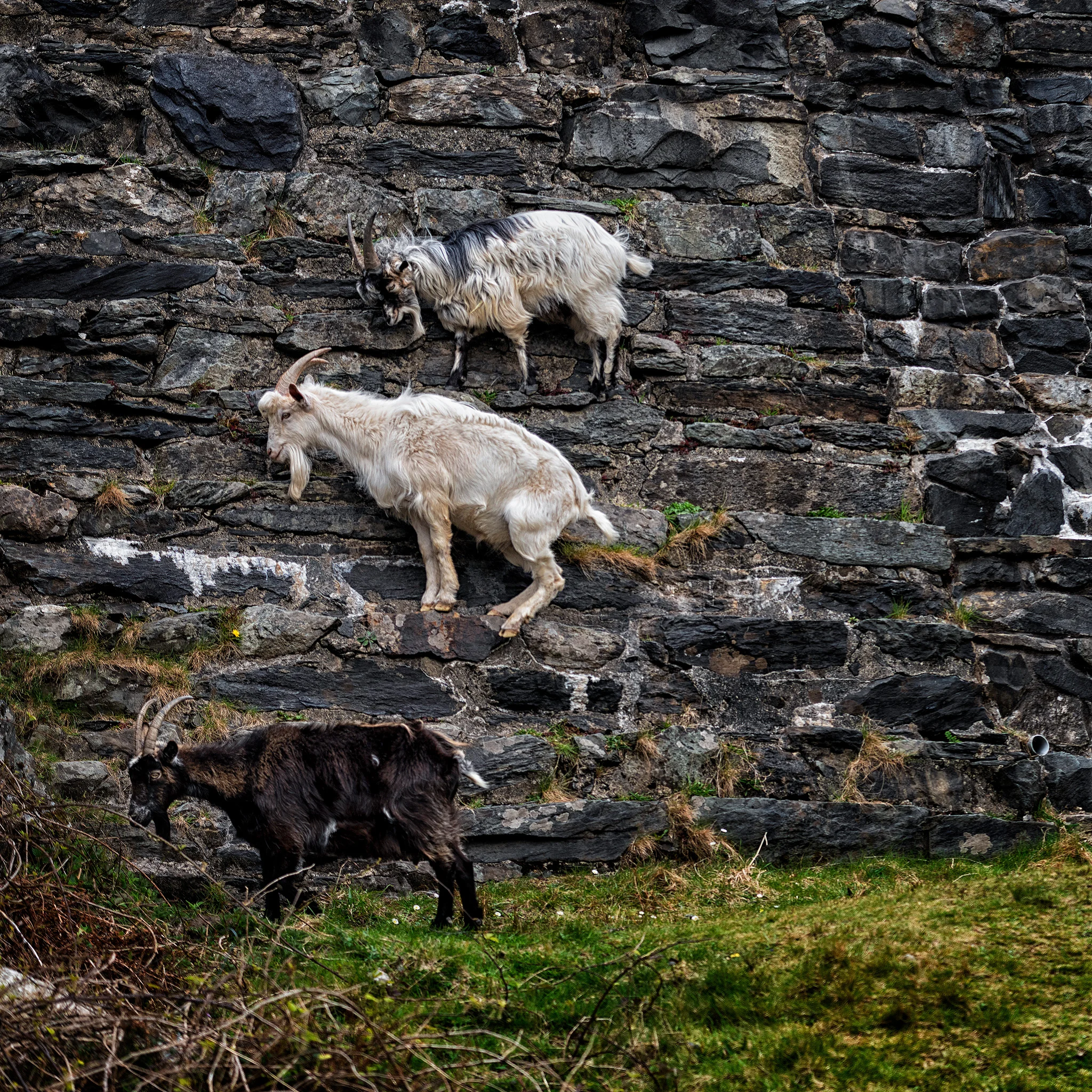 Formation Wall Climbing