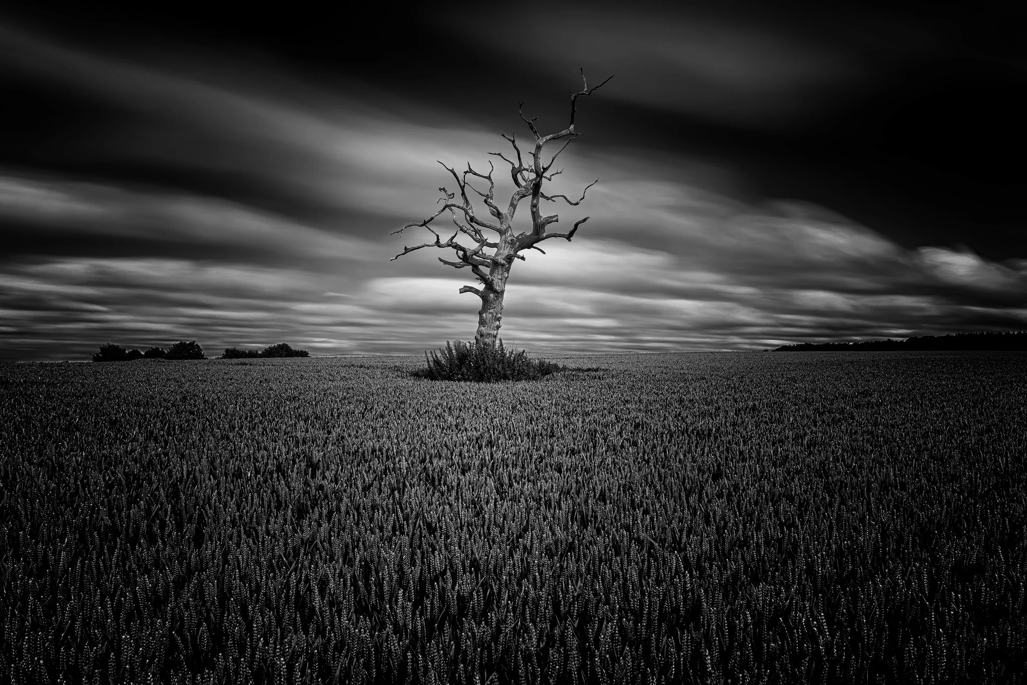 Tarrant tree LE 2048.jpg