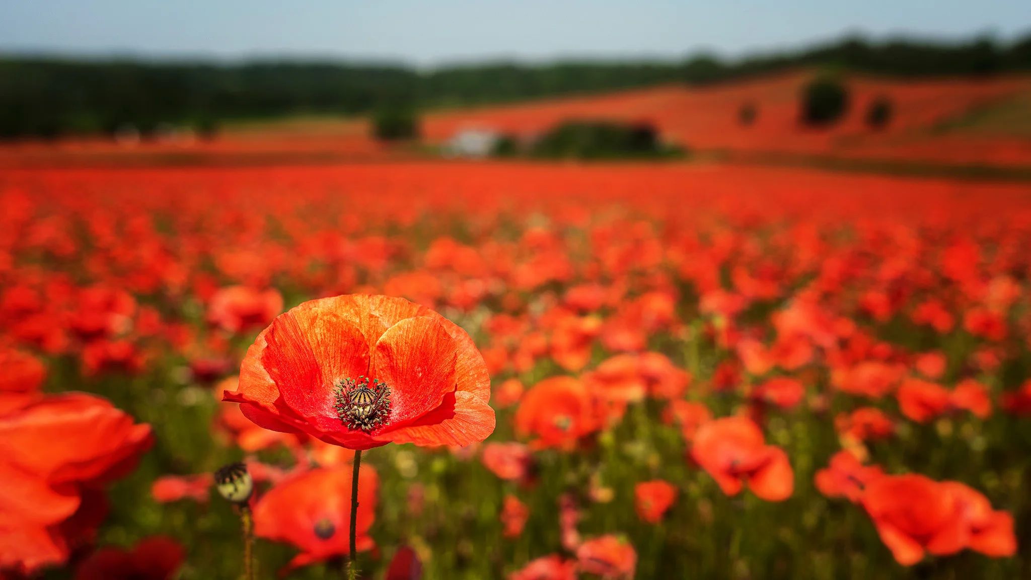 Poppy Bokeh 2048.jpg