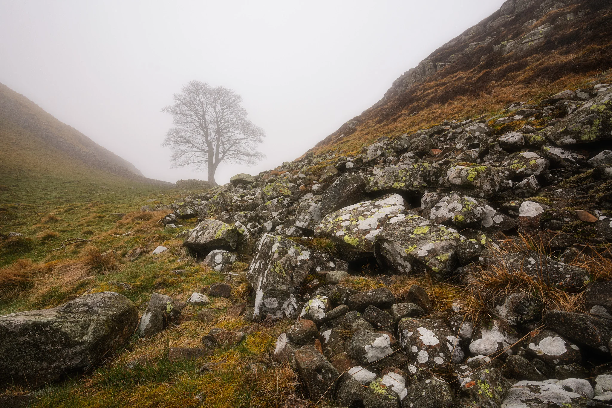 sycamore gap NEW EDIT 19.jpg