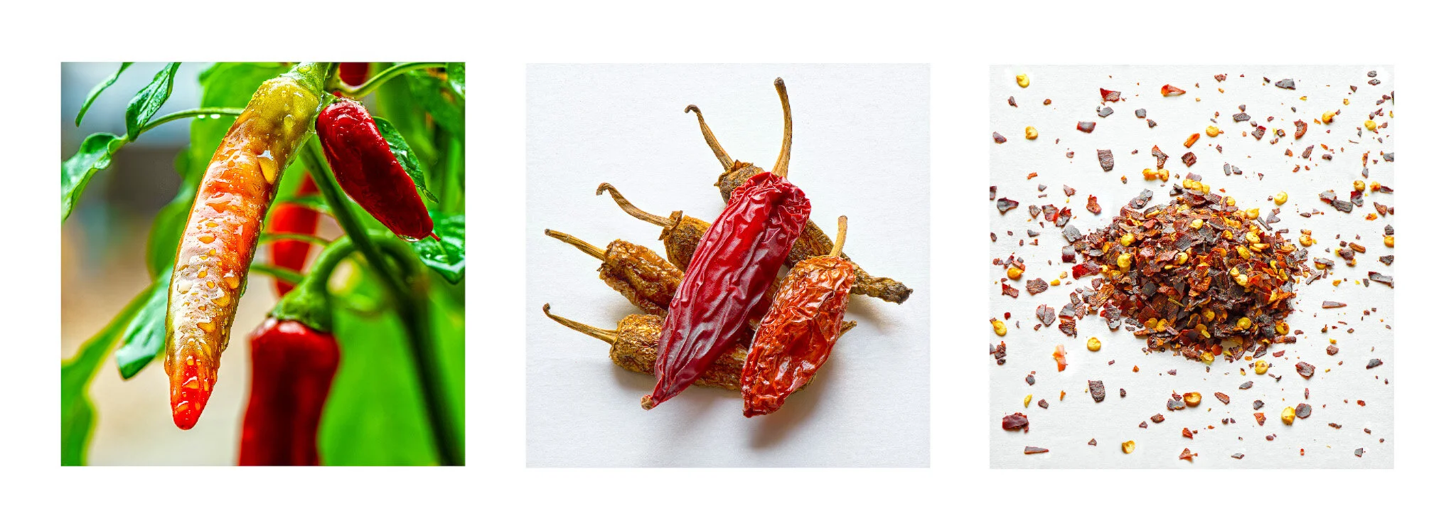Lifespan of Chilli