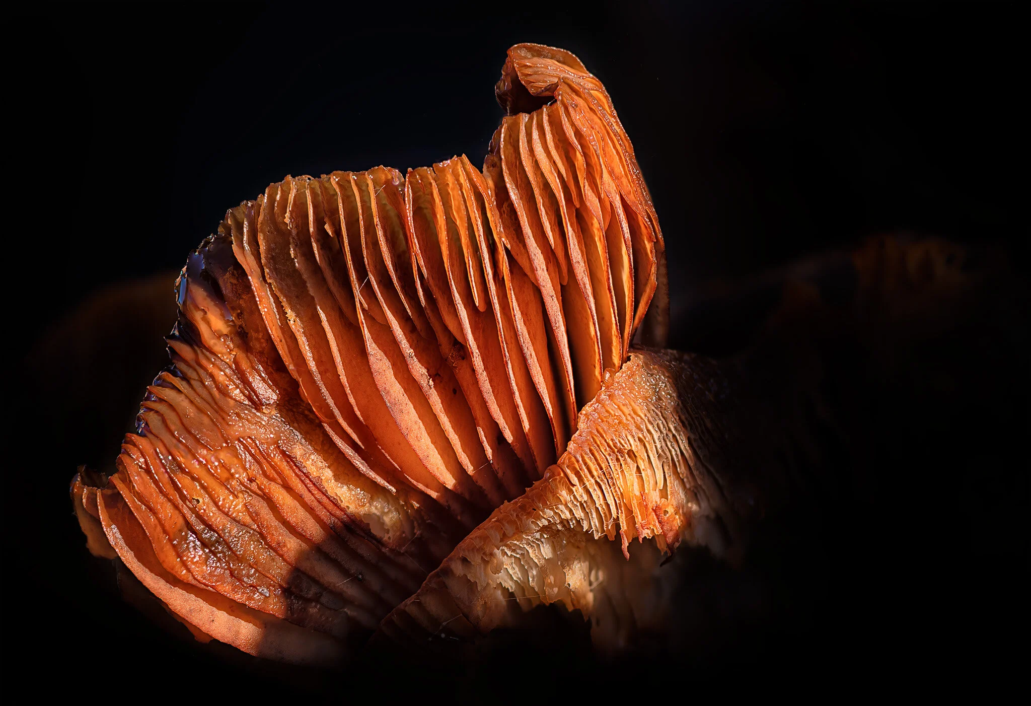 Fungus Detail