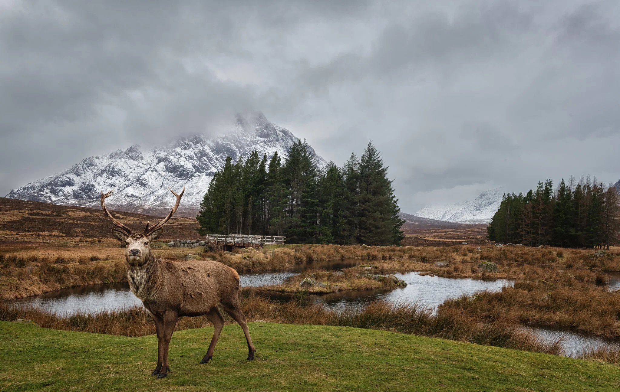 Highlander