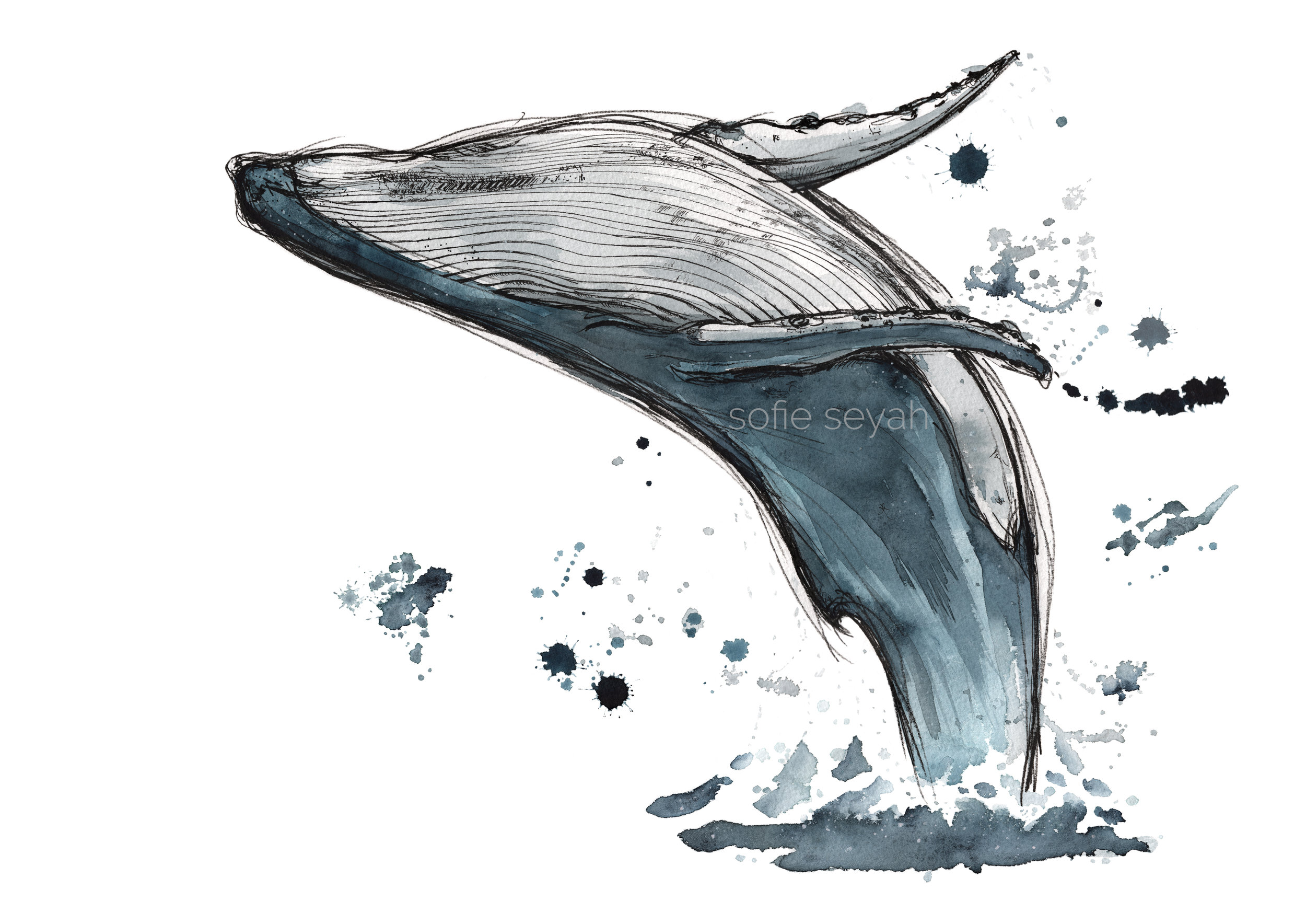 Watercolour Breaching Humpback Whale Art Print — sofie seyah ILLUSTRATION